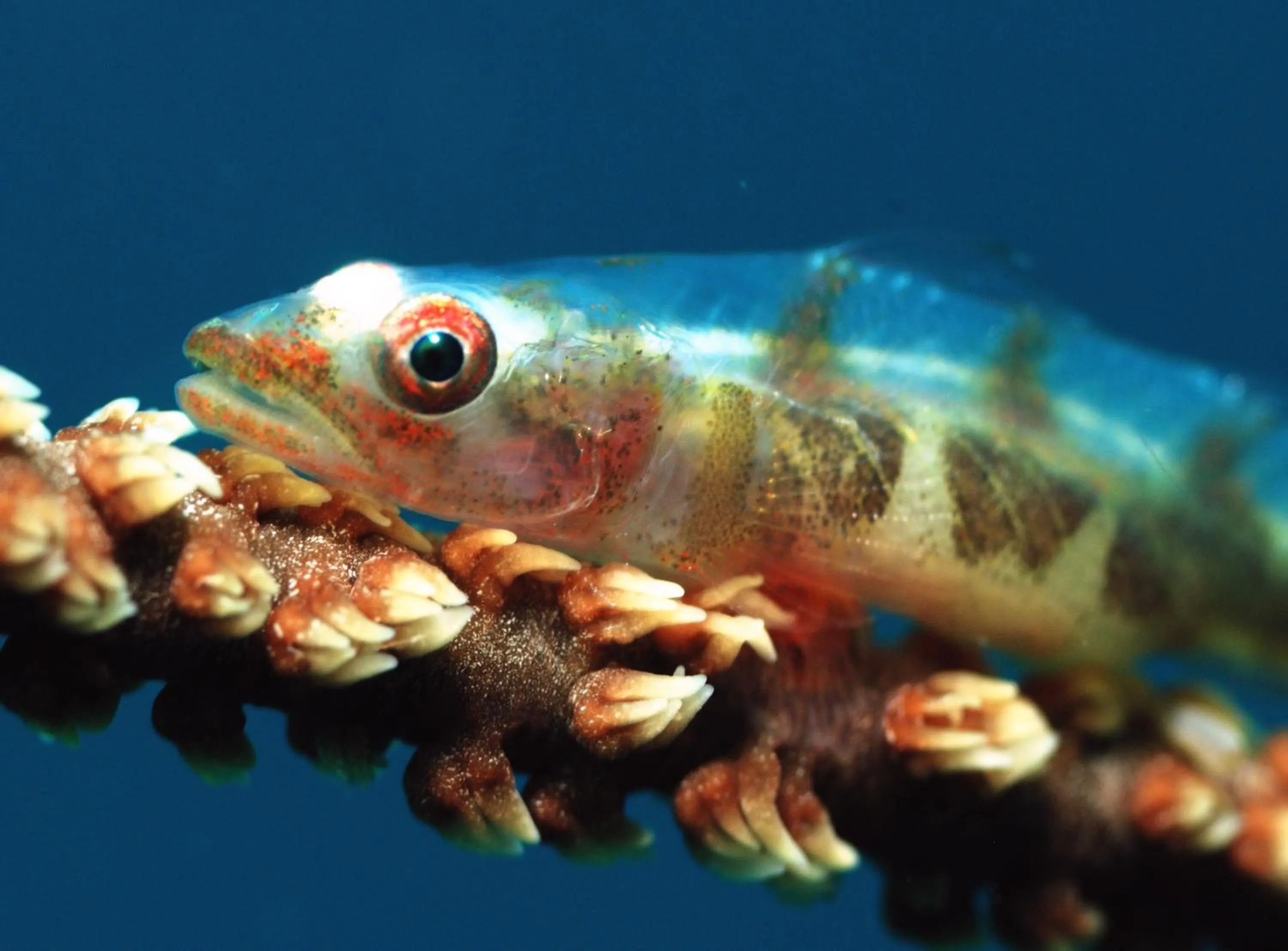 Diving in Rene's Resort