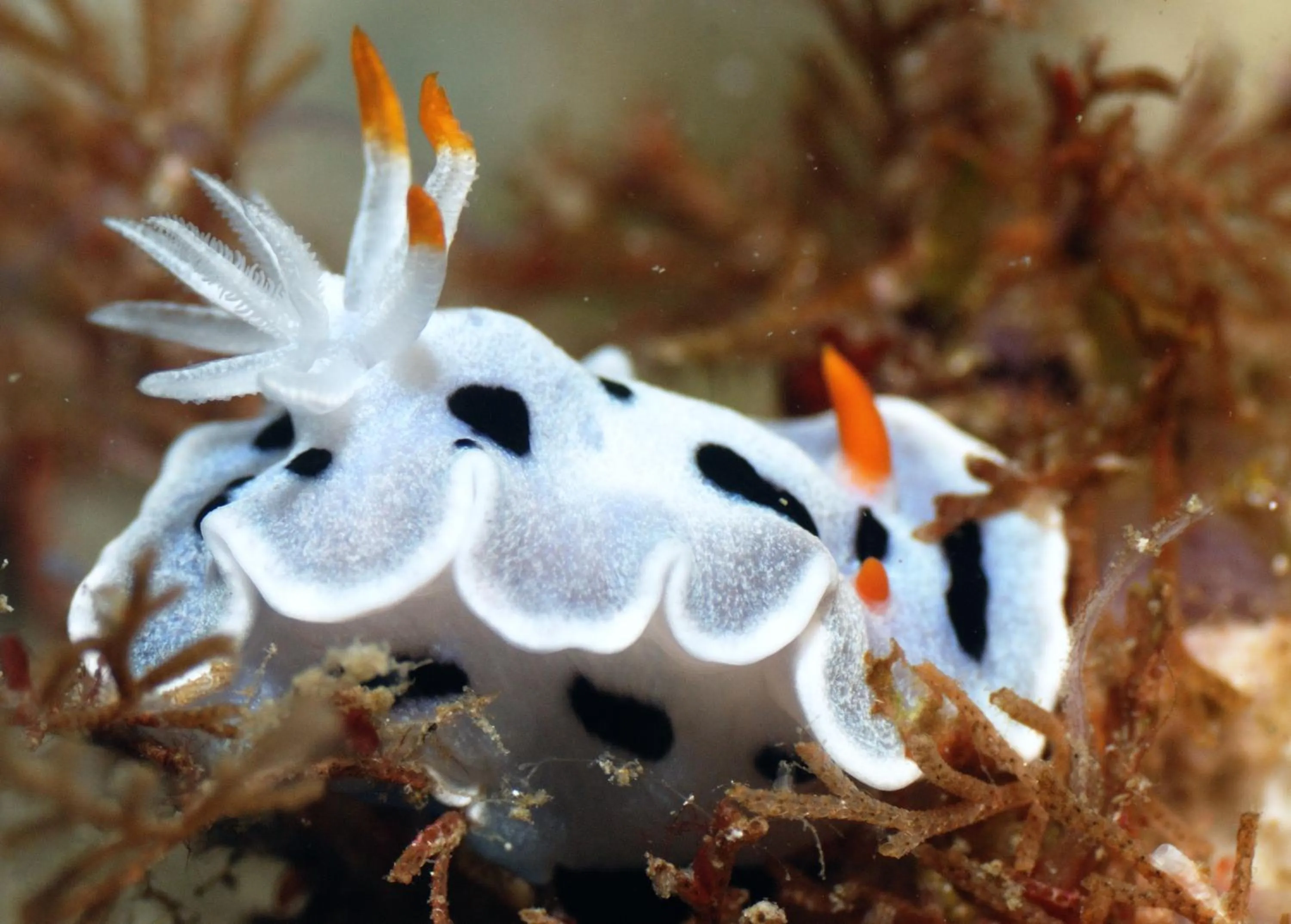 Diving in Rene's Resort