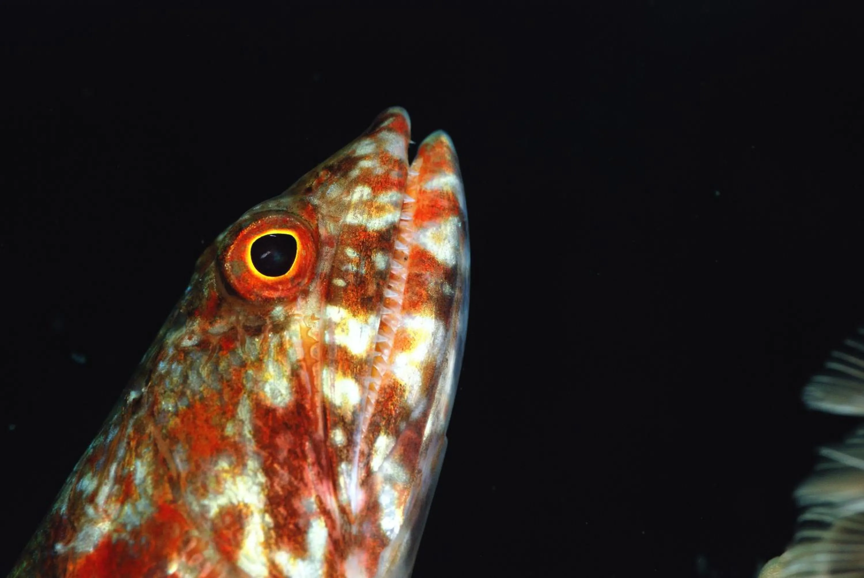 Diving in Rene's Resort