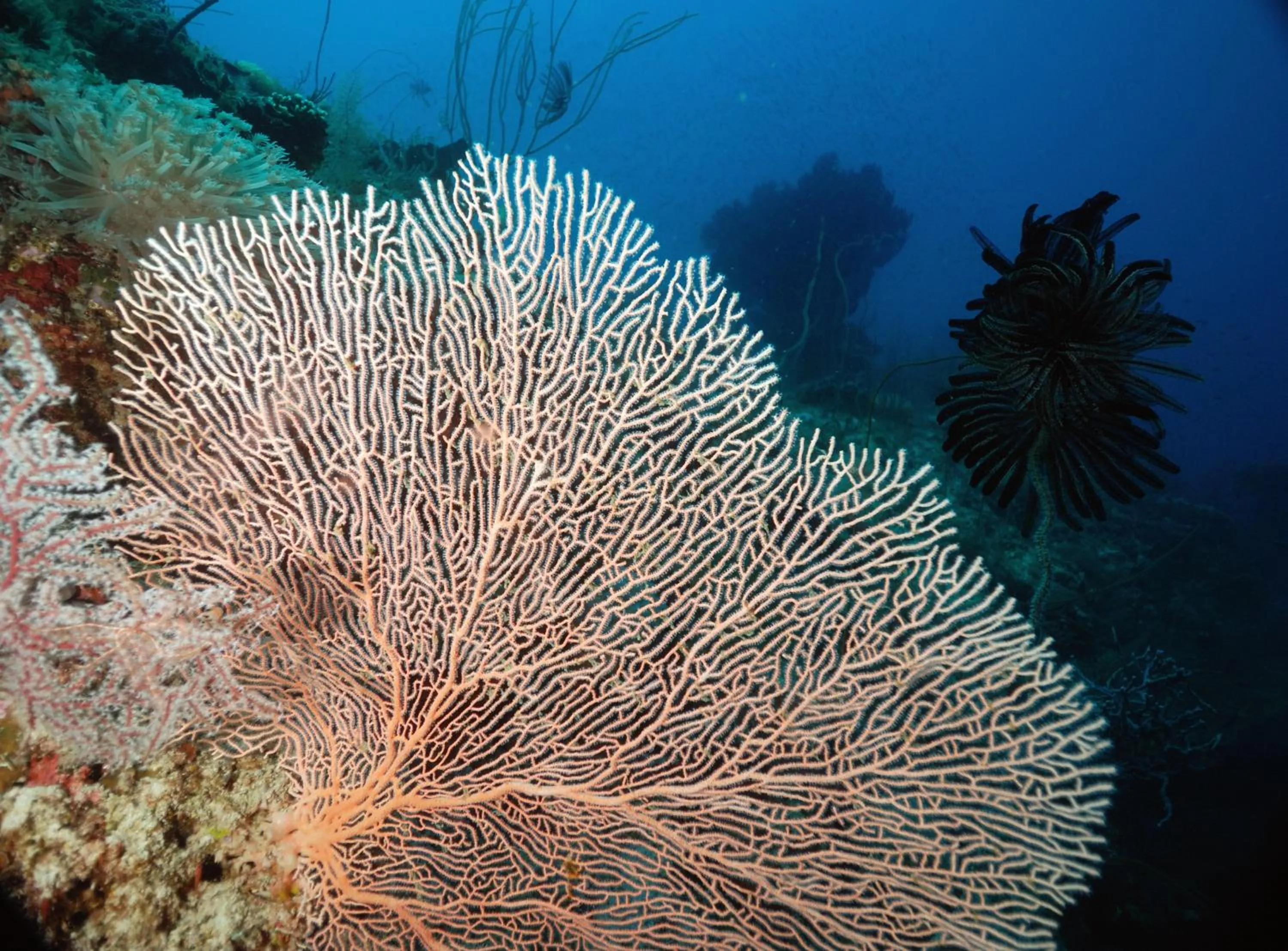 Diving in Rene's Resort