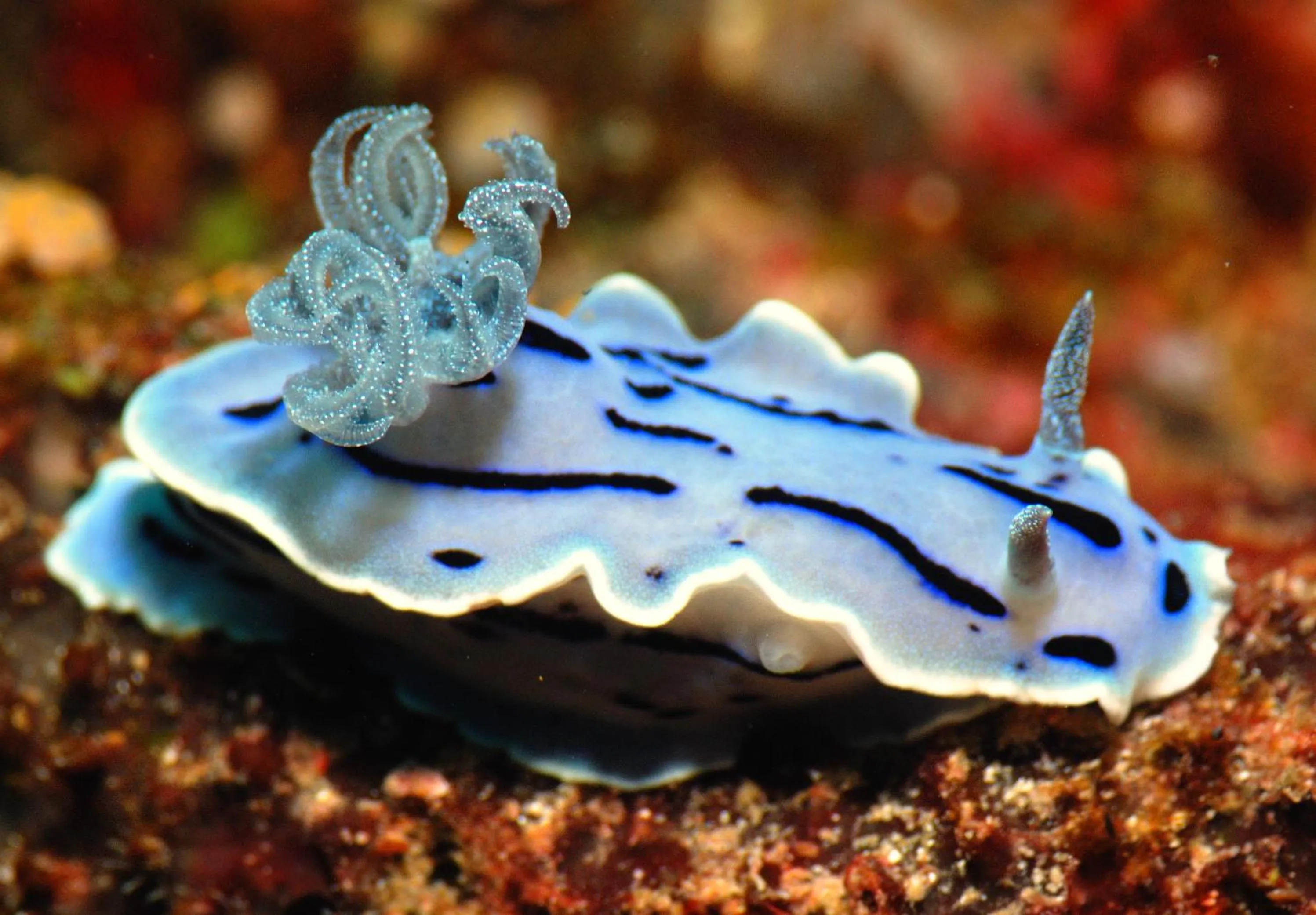 Diving in Rene's Resort