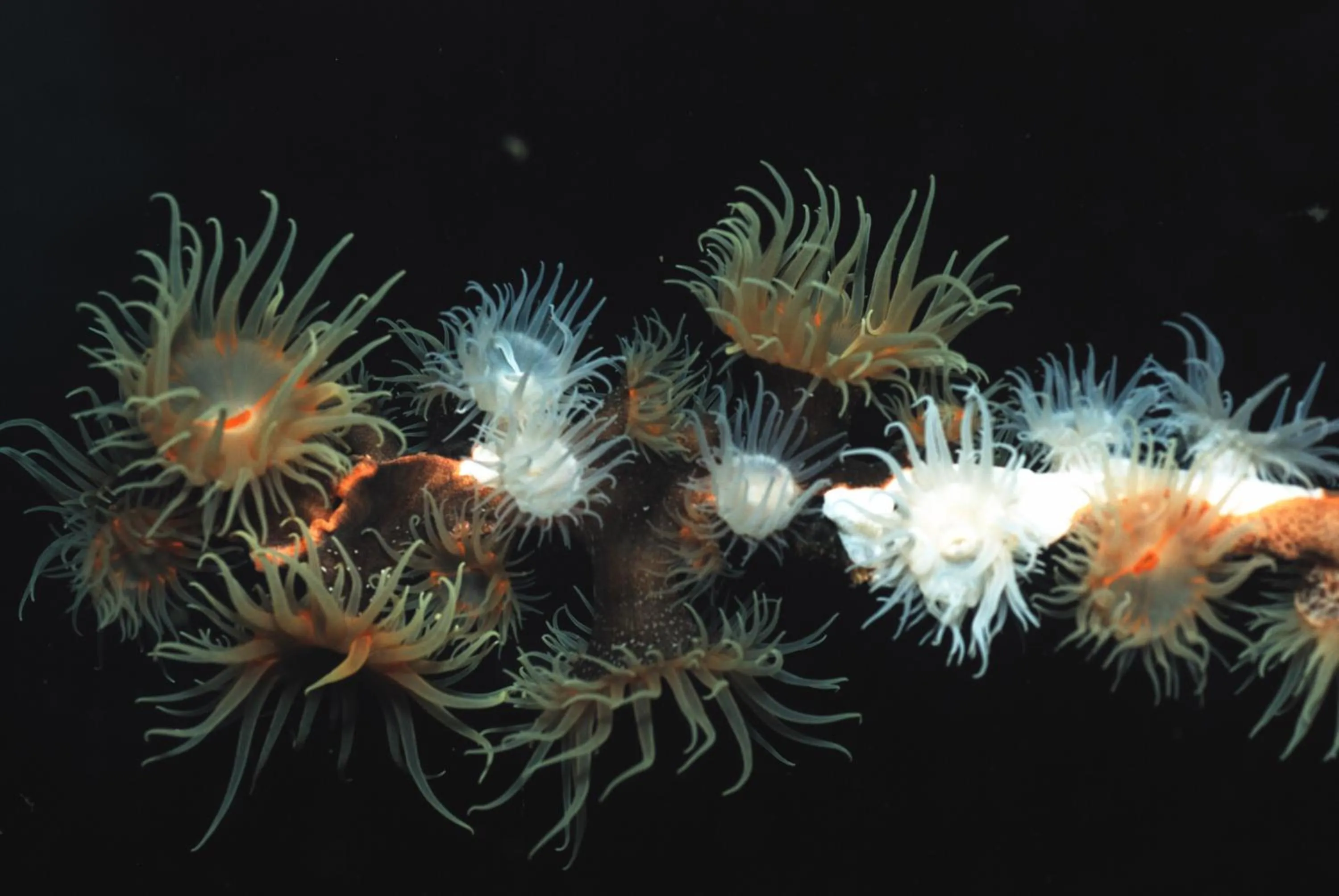 Diving in Rene's Resort