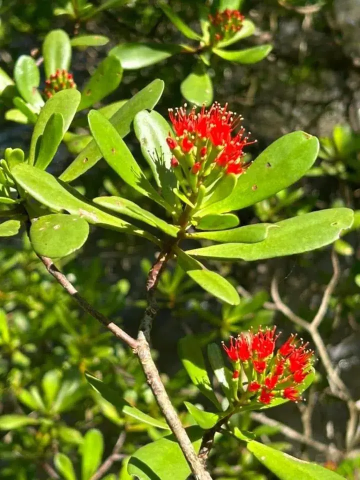 Somphoch Garden Somphoch Garden