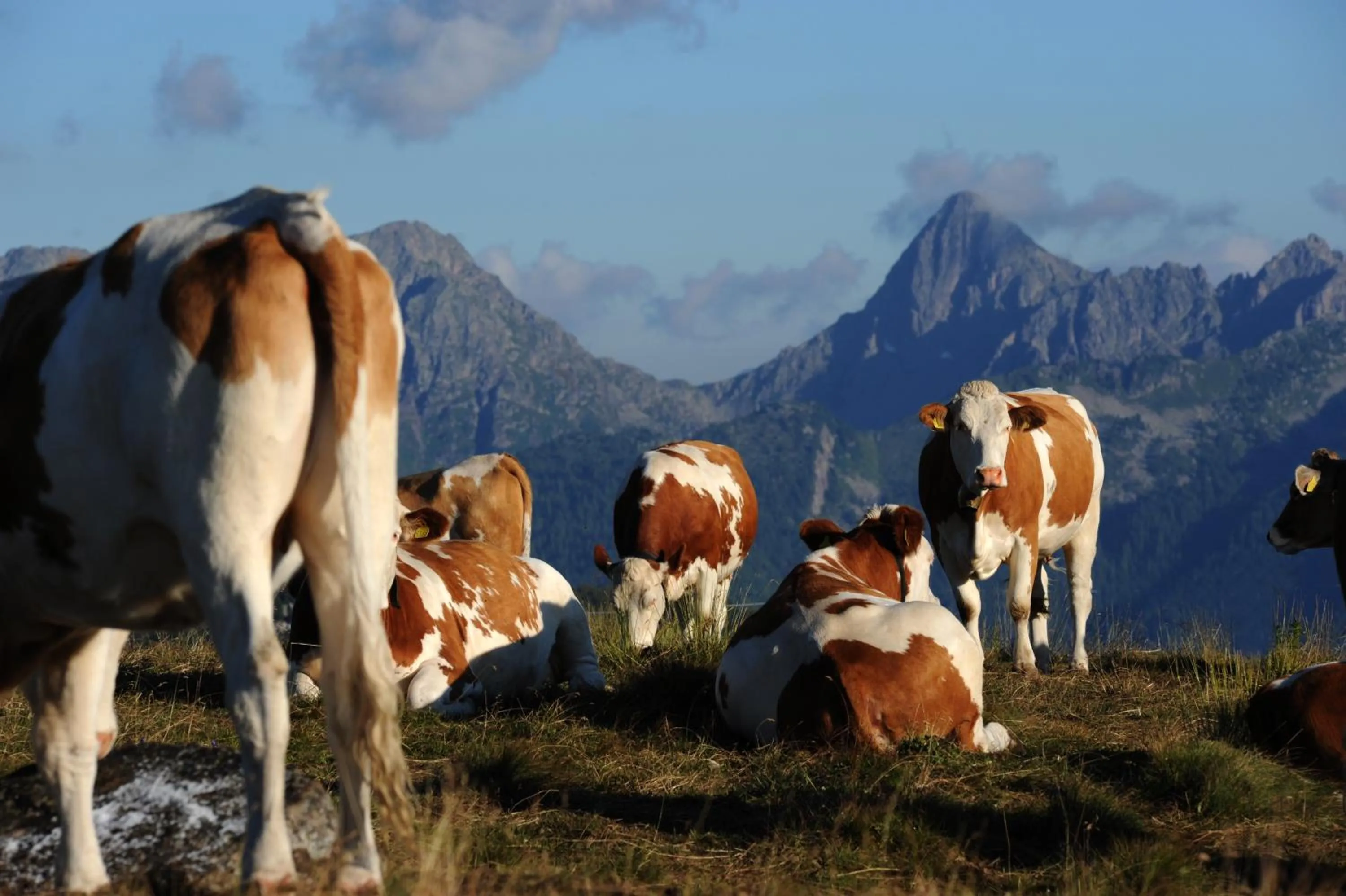 Day in Aparthotel Wellness Villa di Bosco