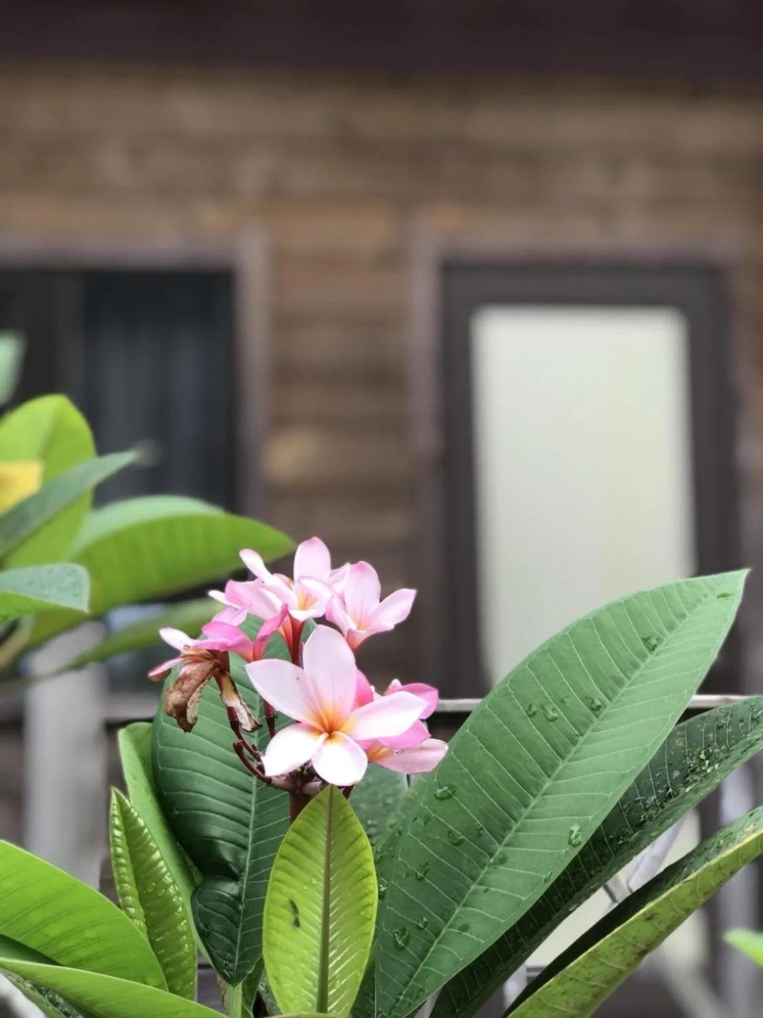 Garden in Island Paradise Resort Club