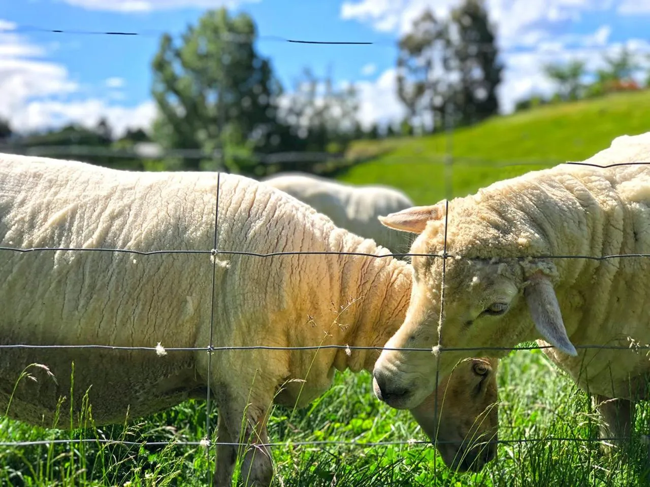Animals in Alpine View Lodge