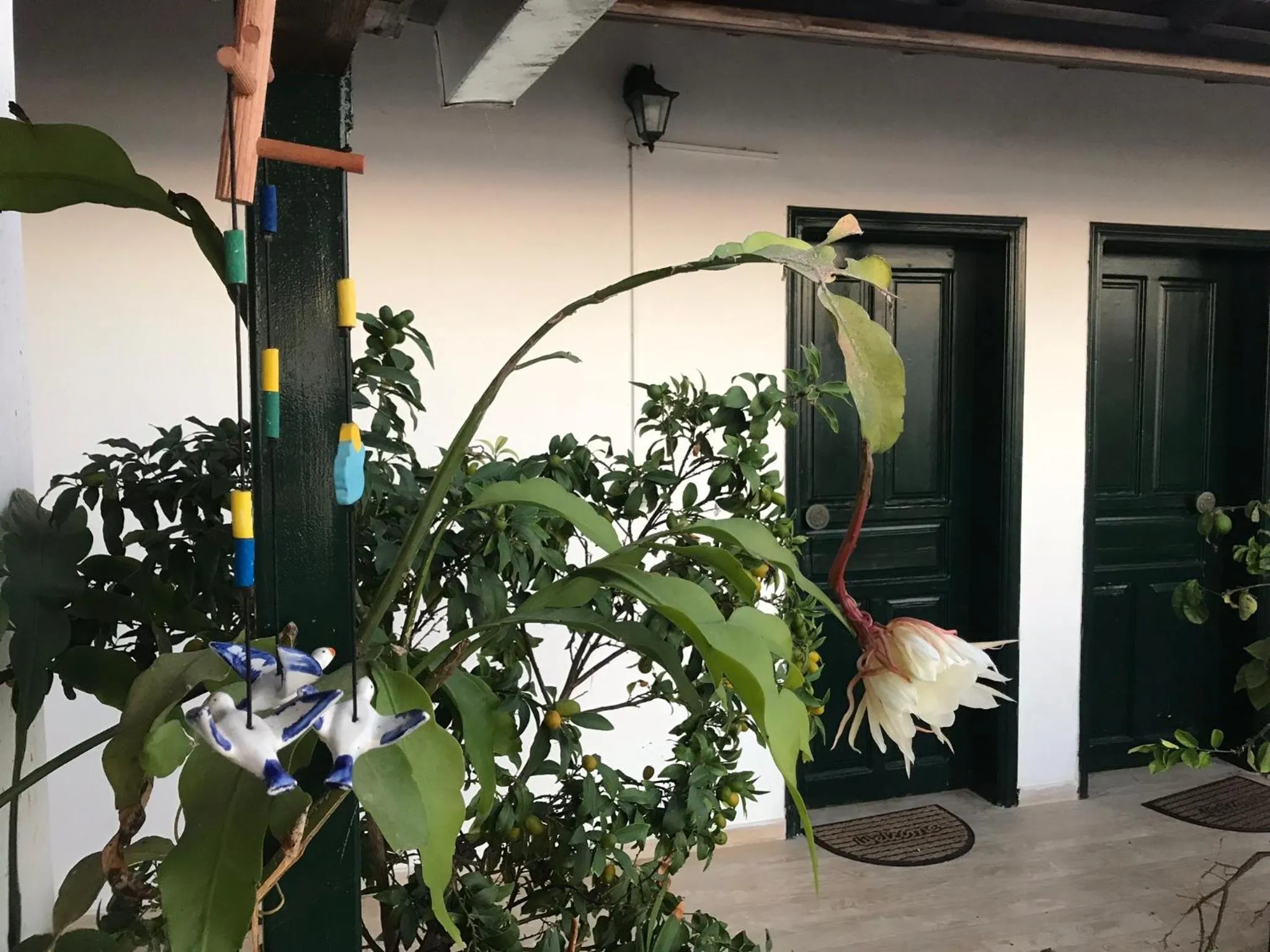 Garden in Eros Beach Hotel