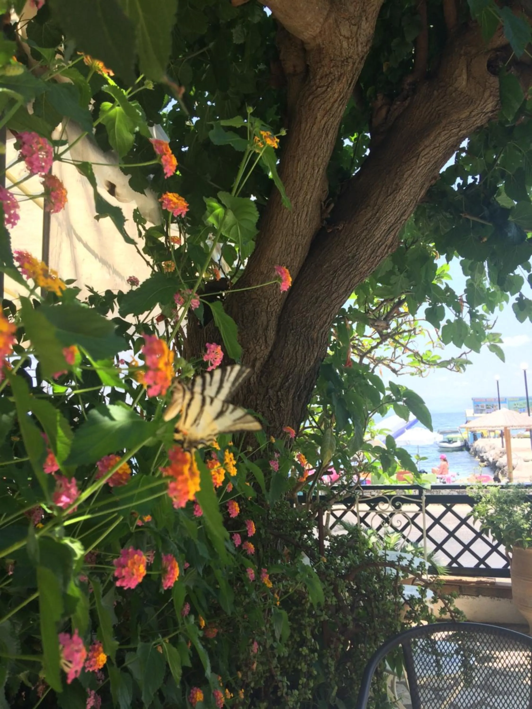 Garden in Eros Beach Hotel