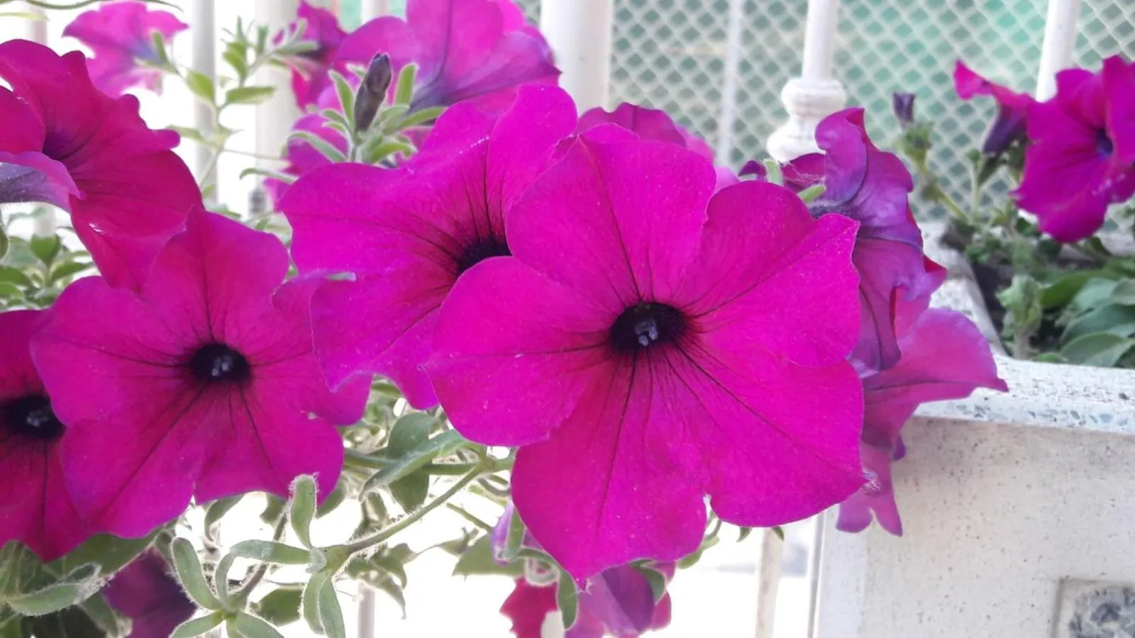 Spring in Residence Onda Blu