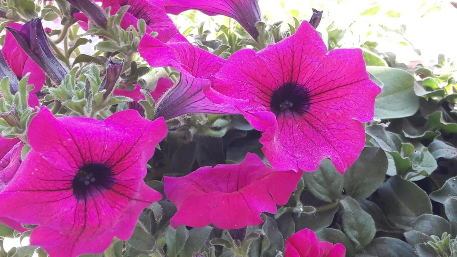 Garden in Residence Onda Blu