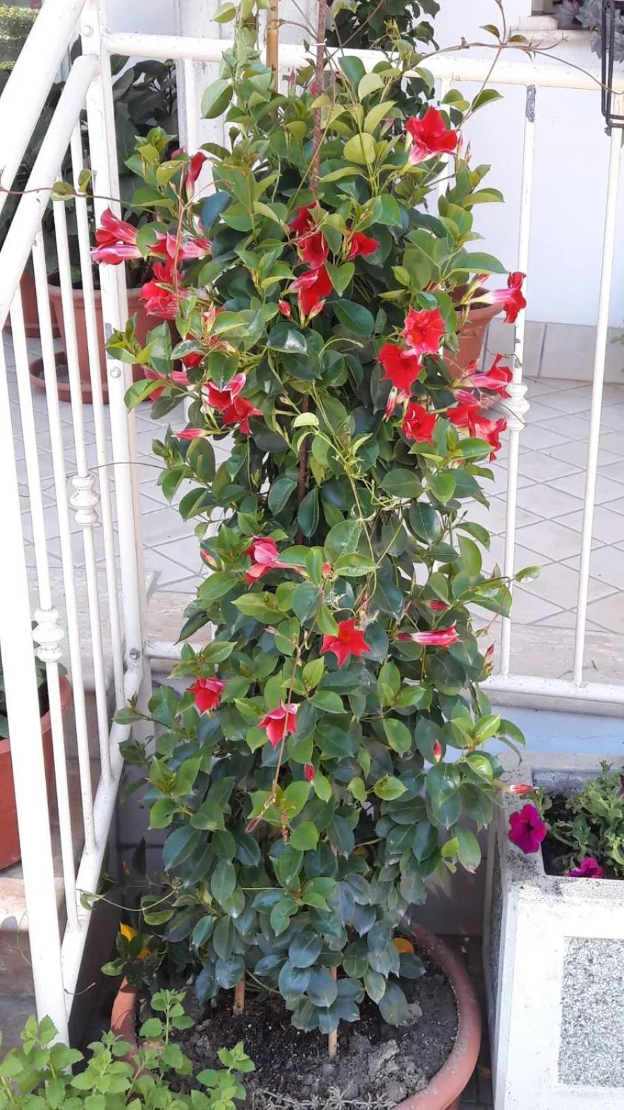 Balcony/Terrace in Residence Onda Blu