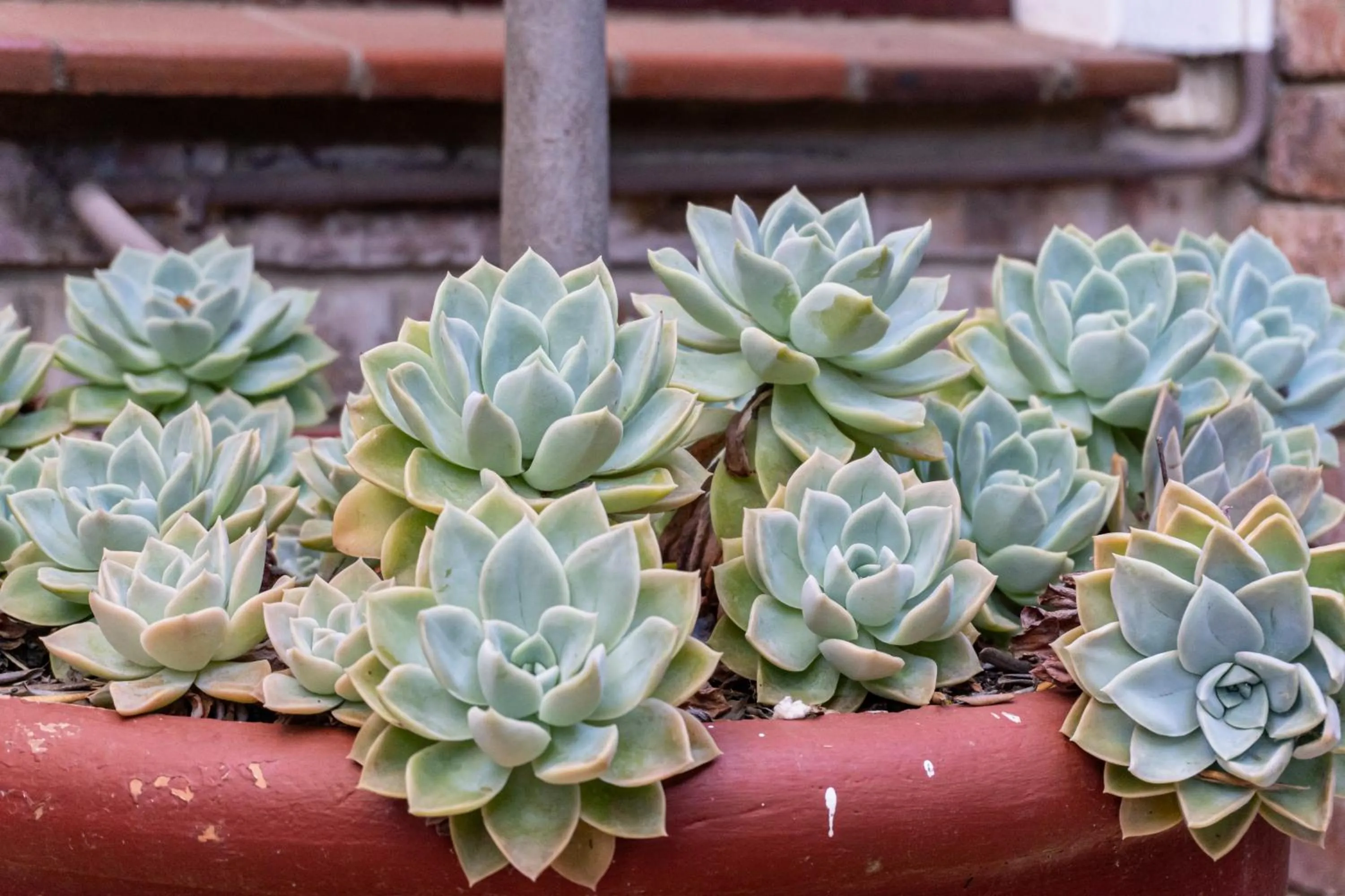 Garden in Earthbound Guest House