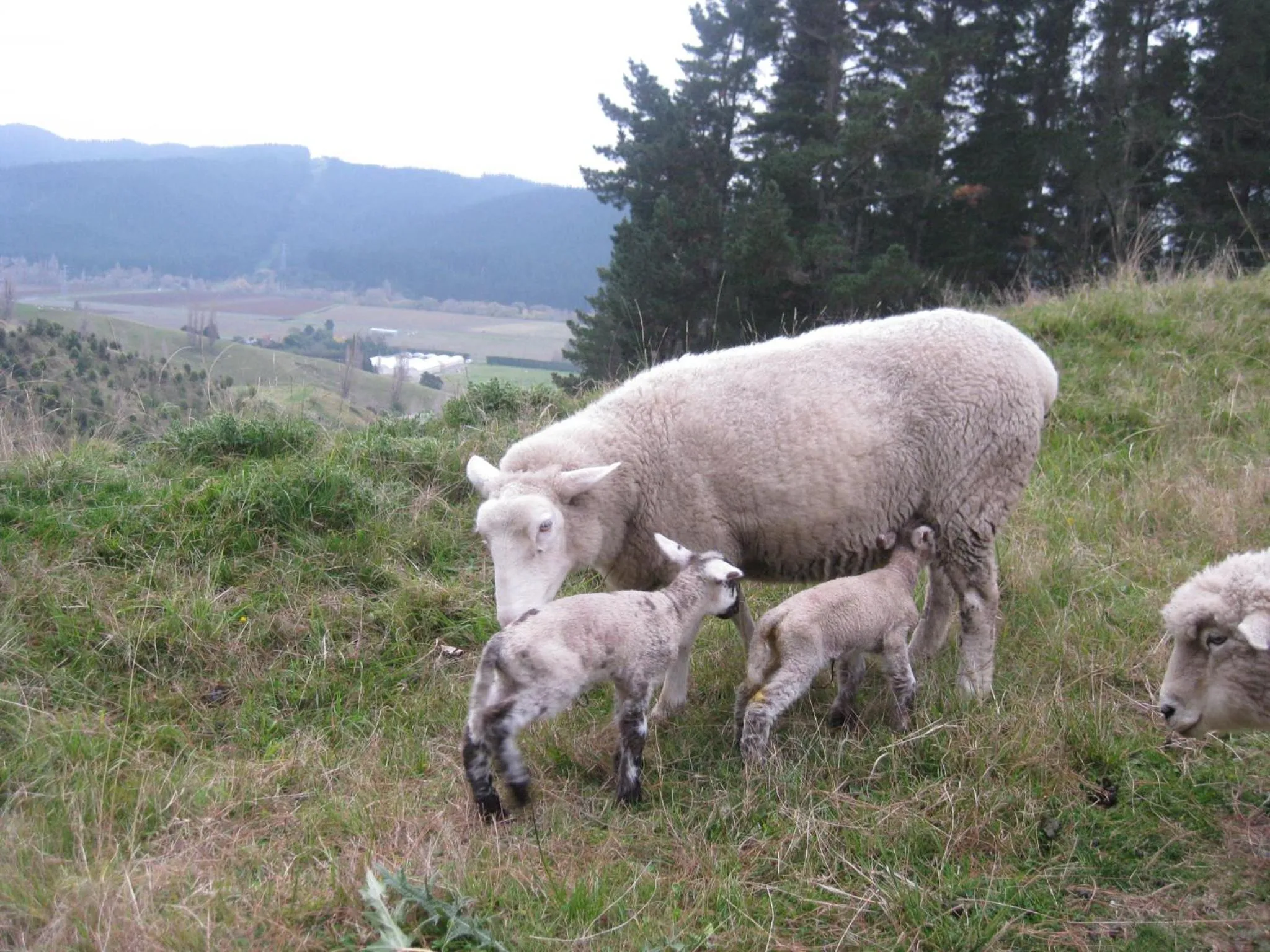 Animals in The Grange Lodge