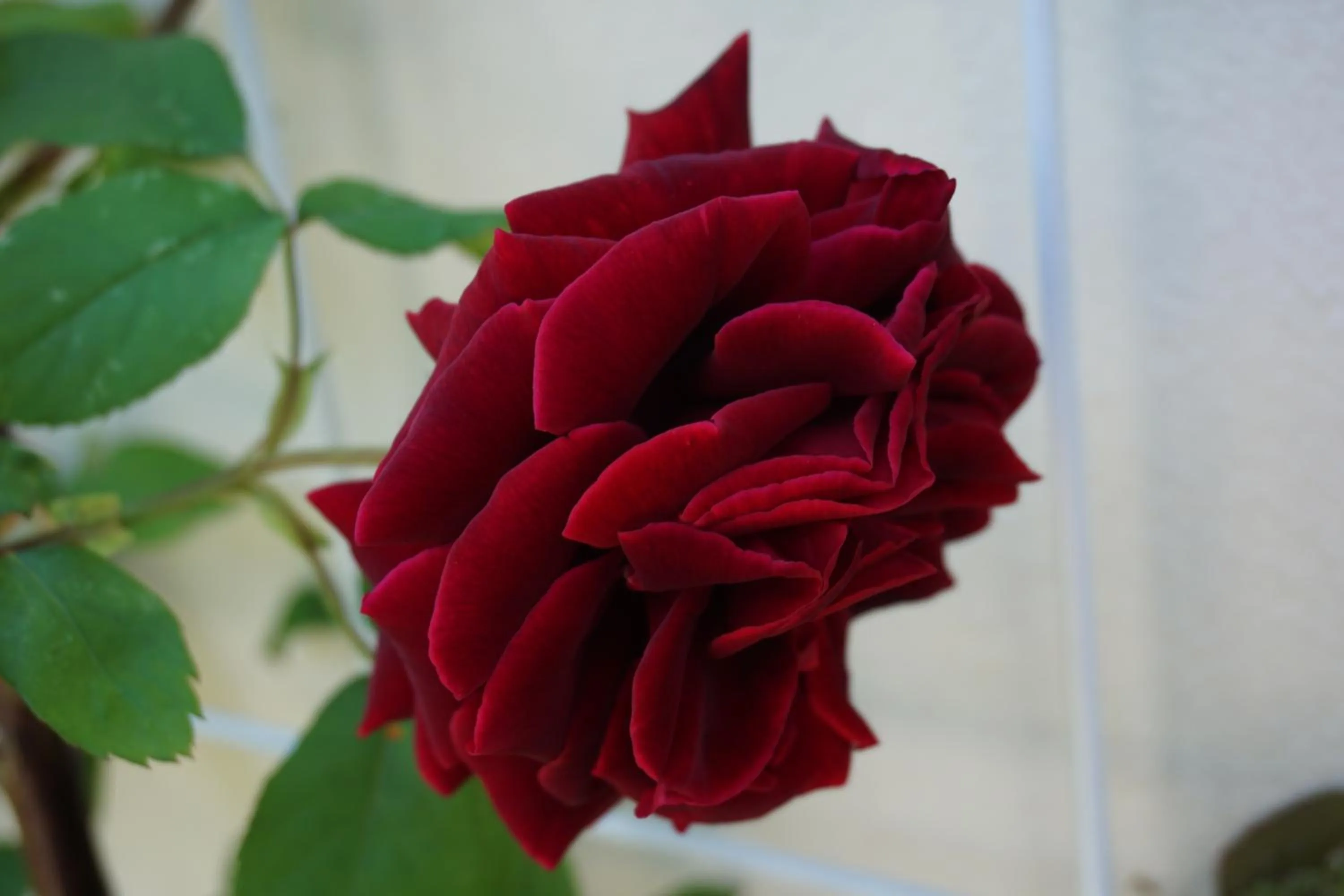 Decorative detail in Vila Arizto