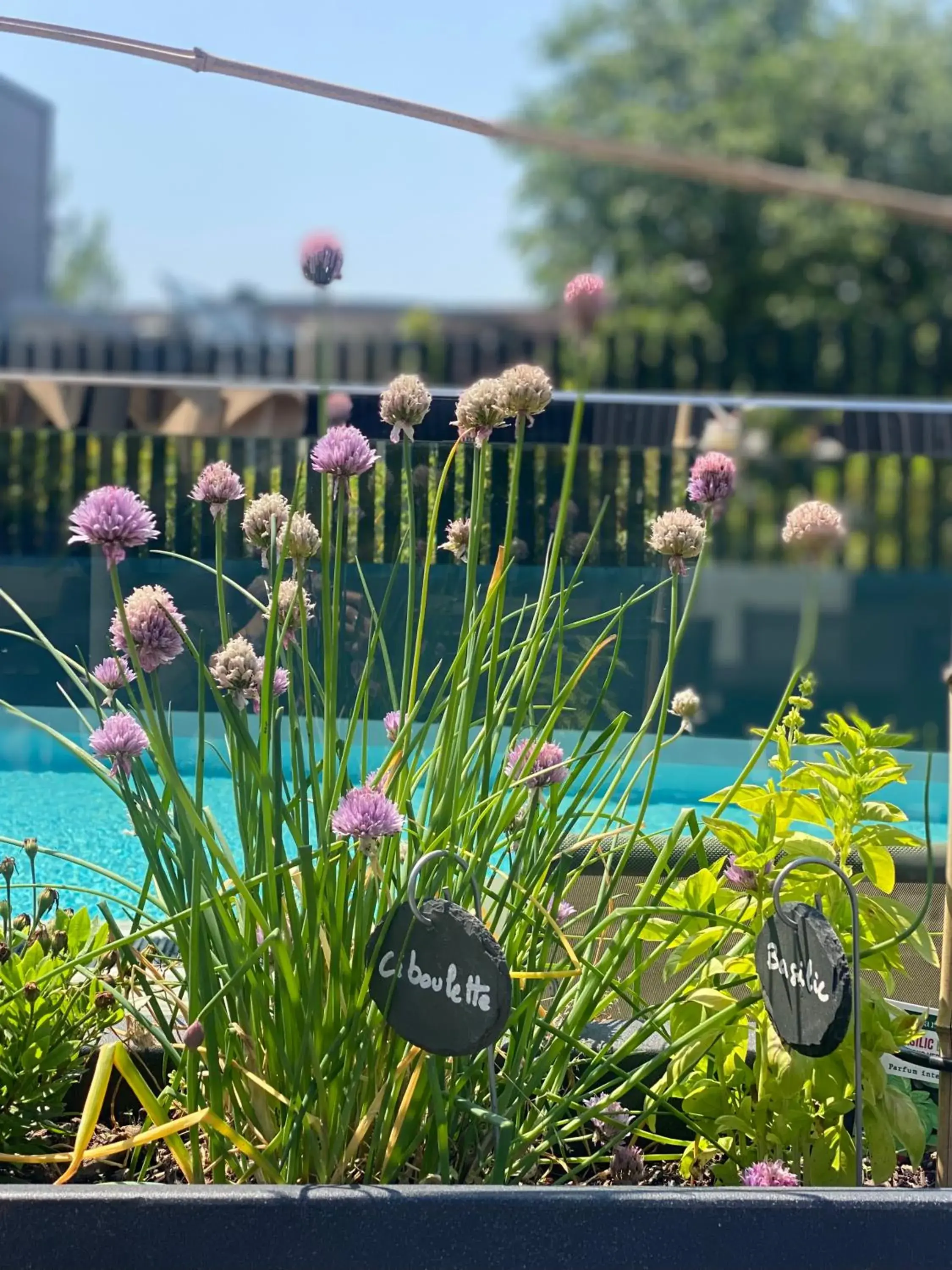Swimming pool in Radisson Blu Hotel, Montpellier Swimming pool in Radisson Blu Hotel, Montpellier