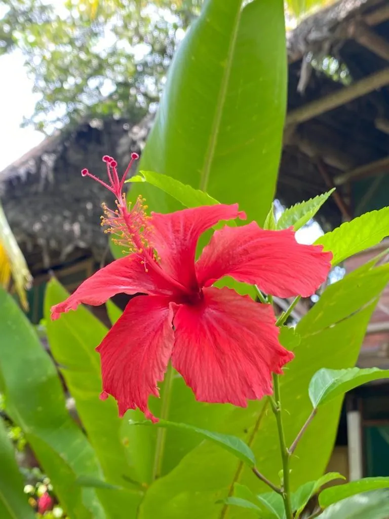 Casa de la Iguana