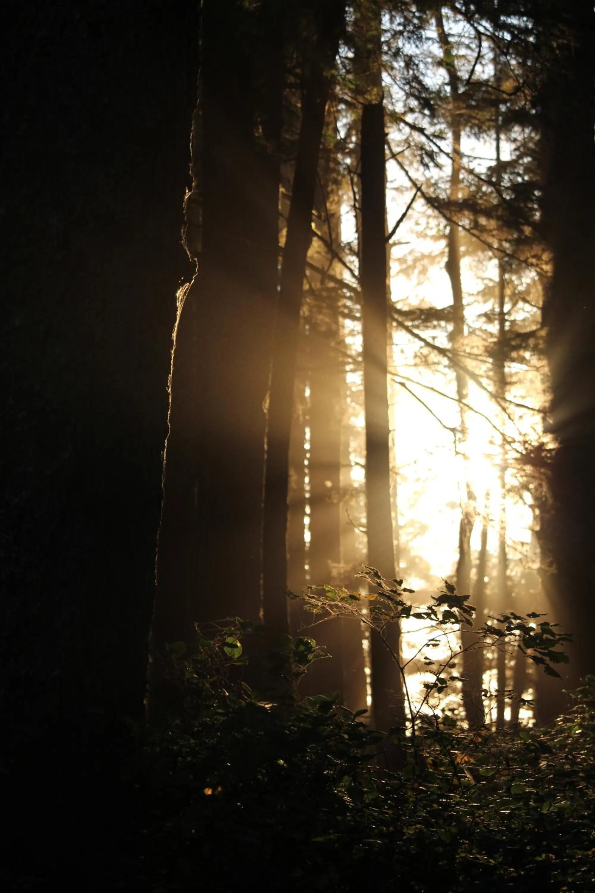 Sienna's Tree House (Tall Trees And Salty Breeze)