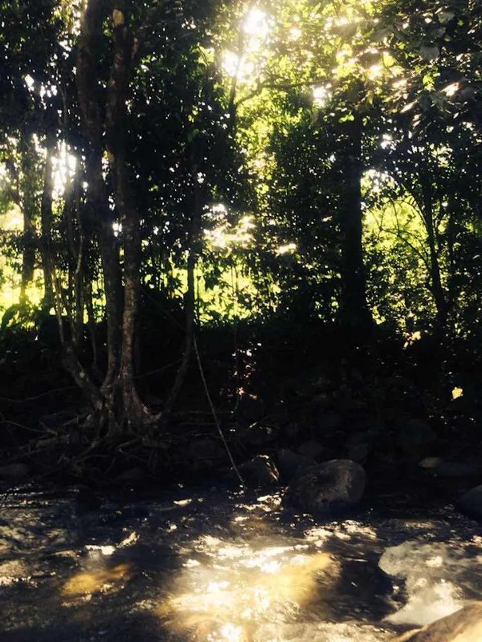 Natural landscape in Kootney Resorts