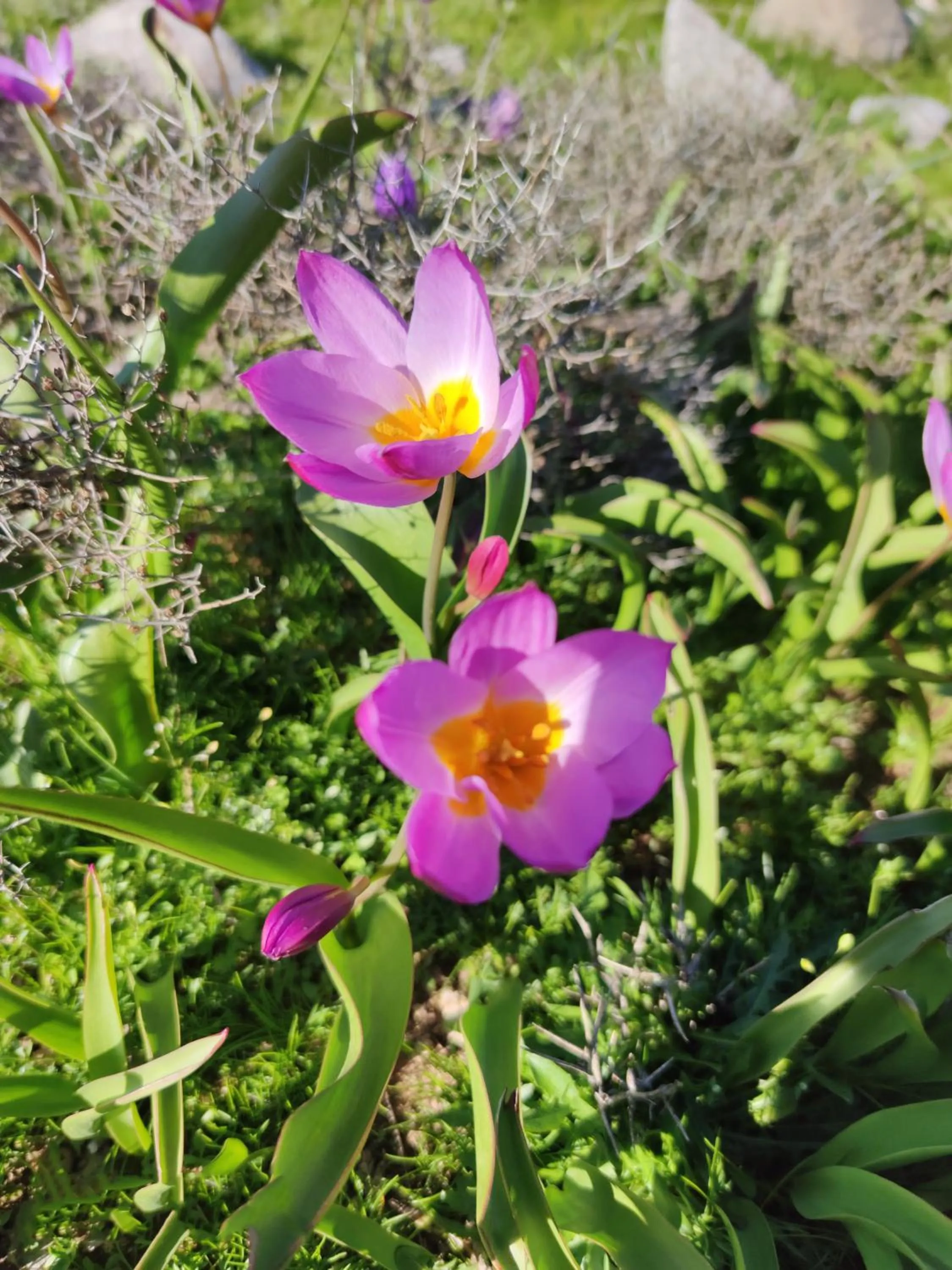 Spring in Neos Omalos Hotel