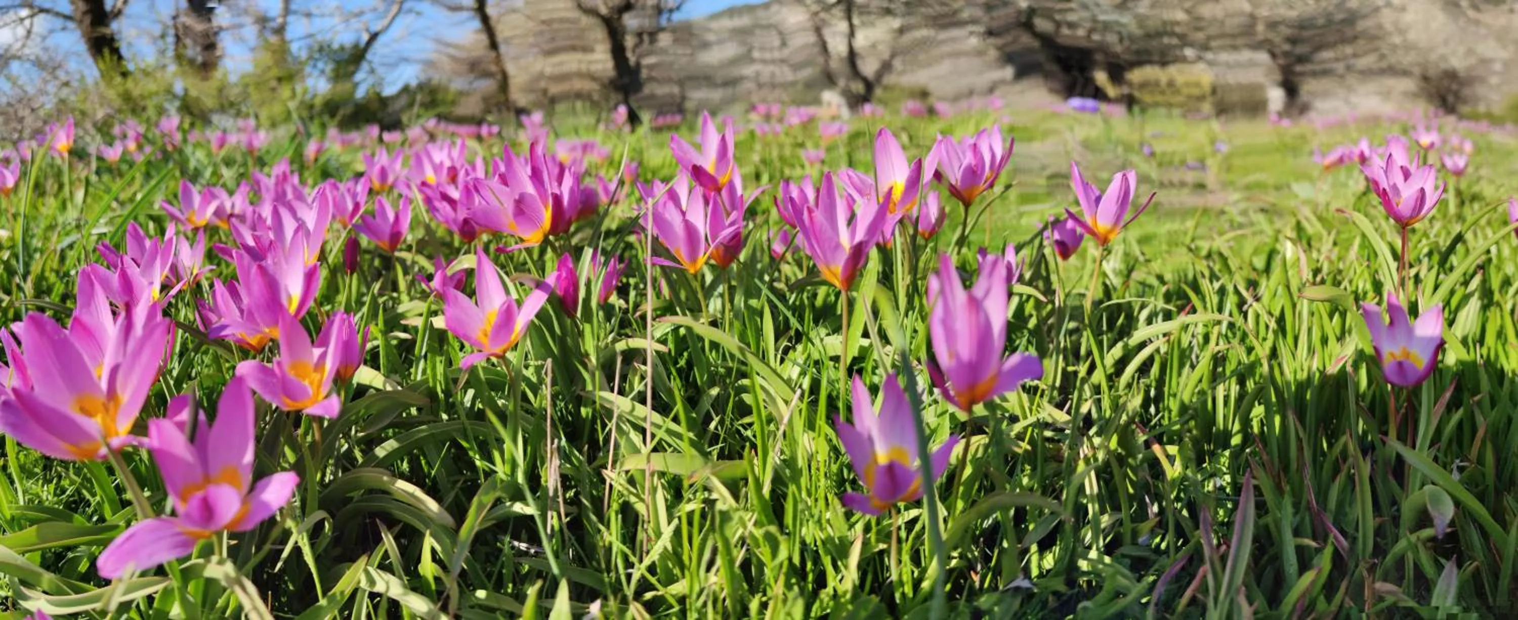 Garden in Neos Omalos Hotel