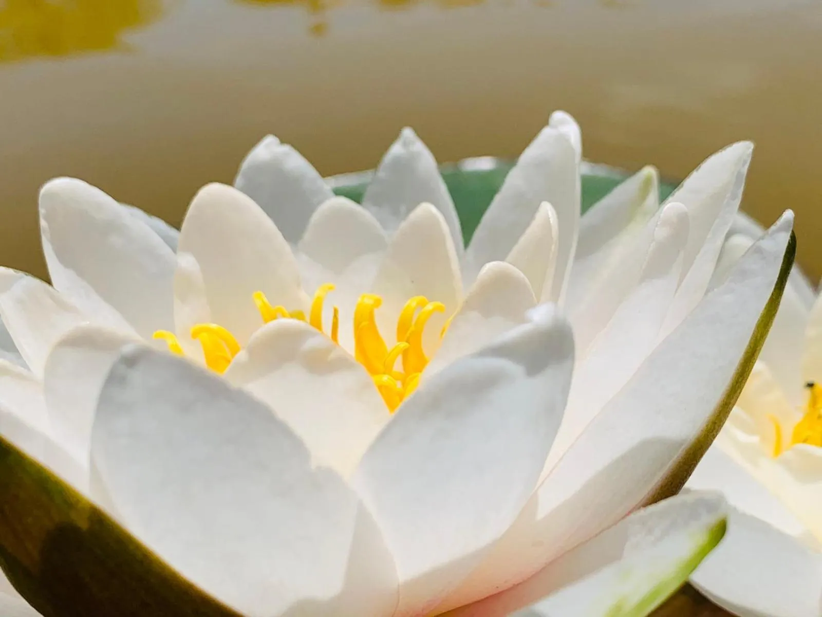 Garden in Kaliakria Resort