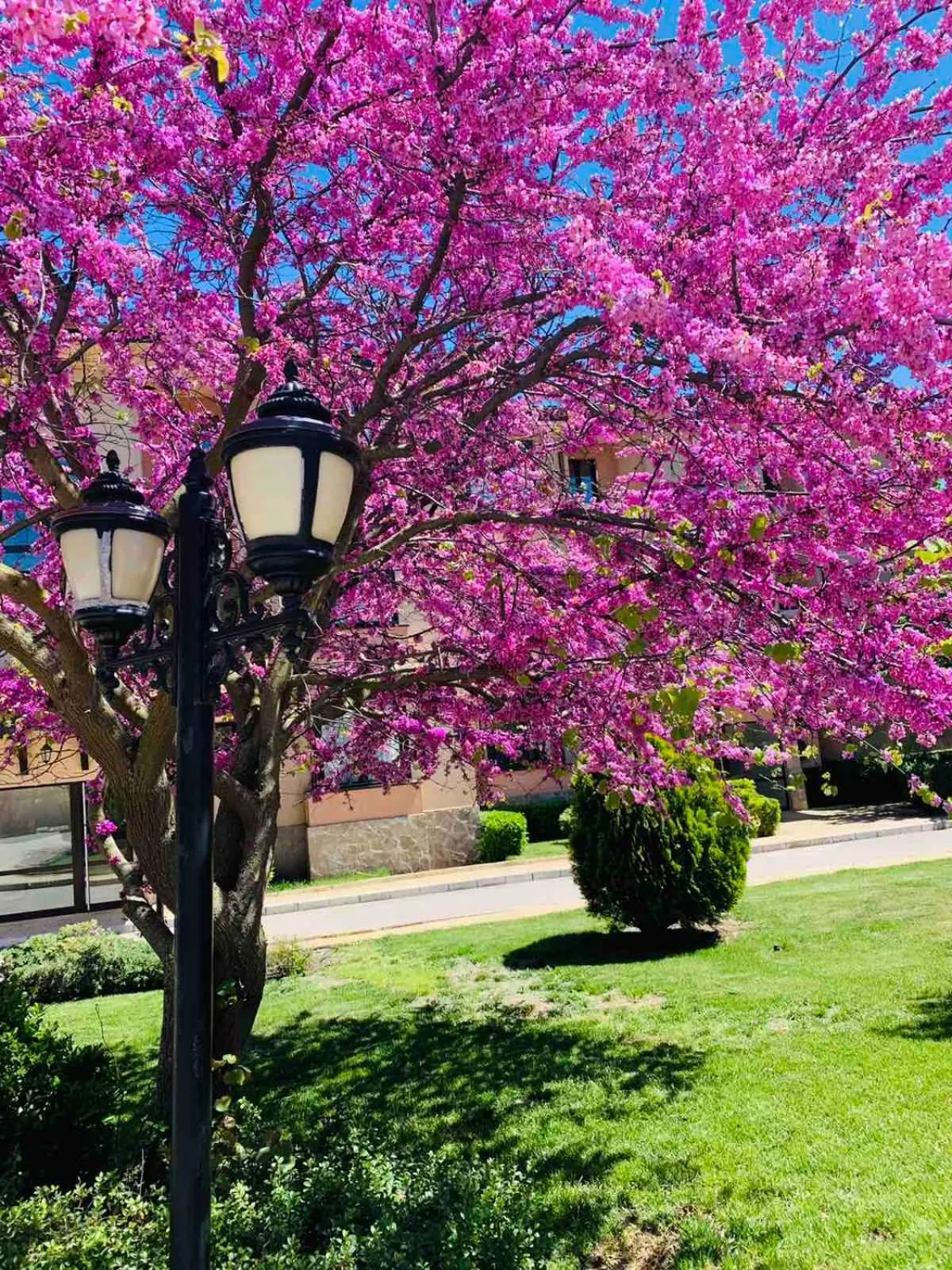 Garden in Kaliakria Resort