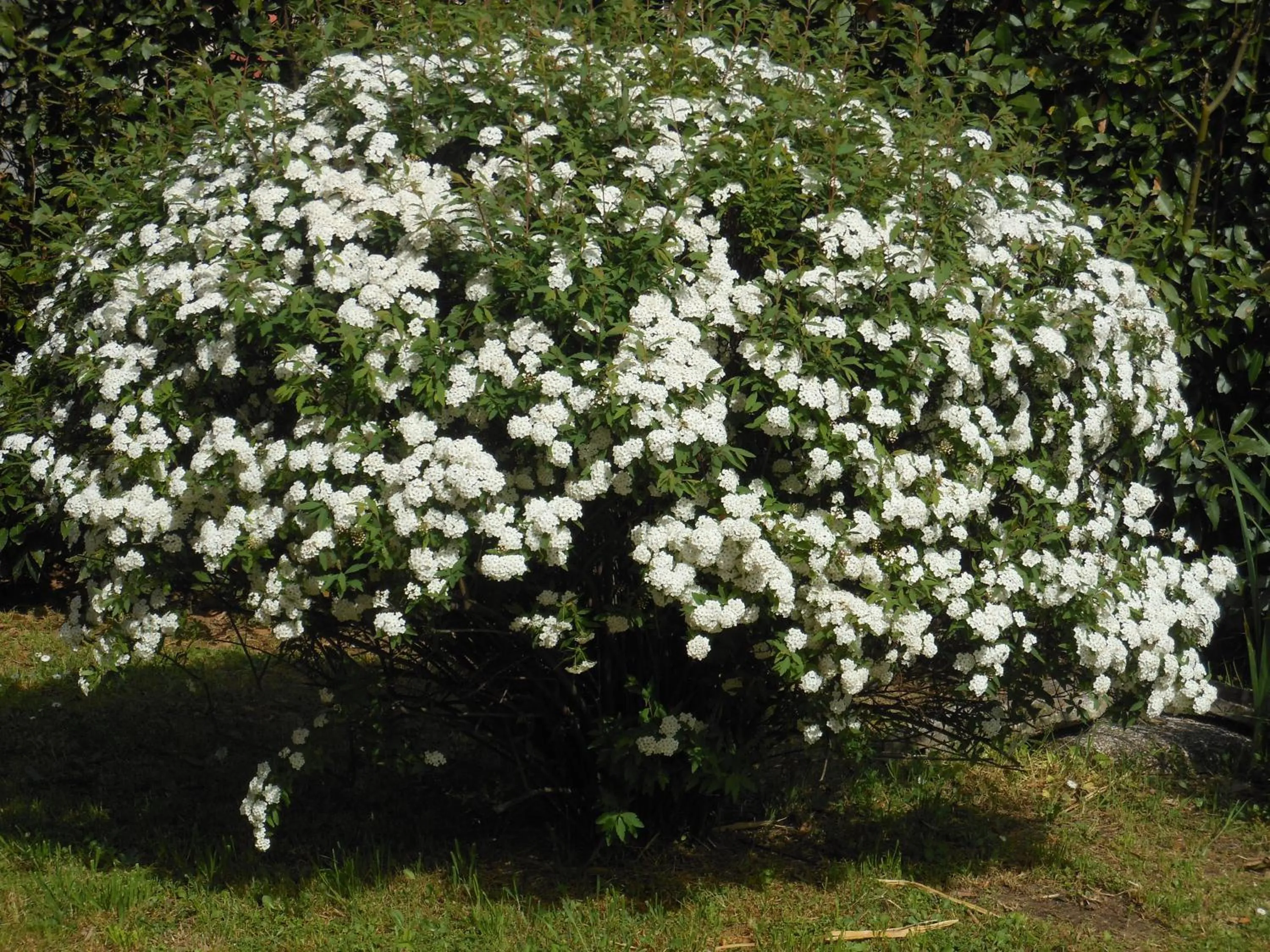 Garden in B&B La Corte