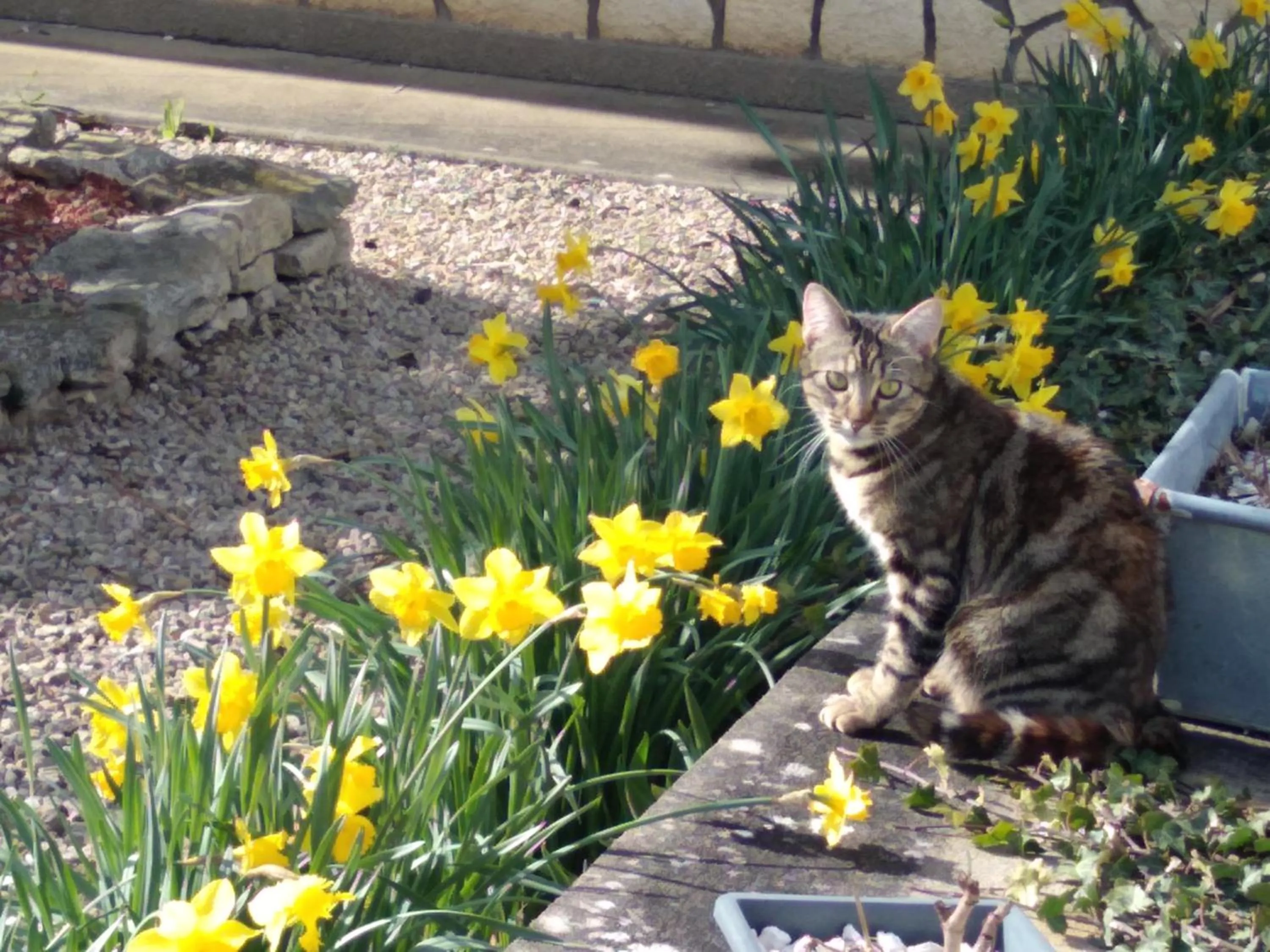 Pets in les tourterelles