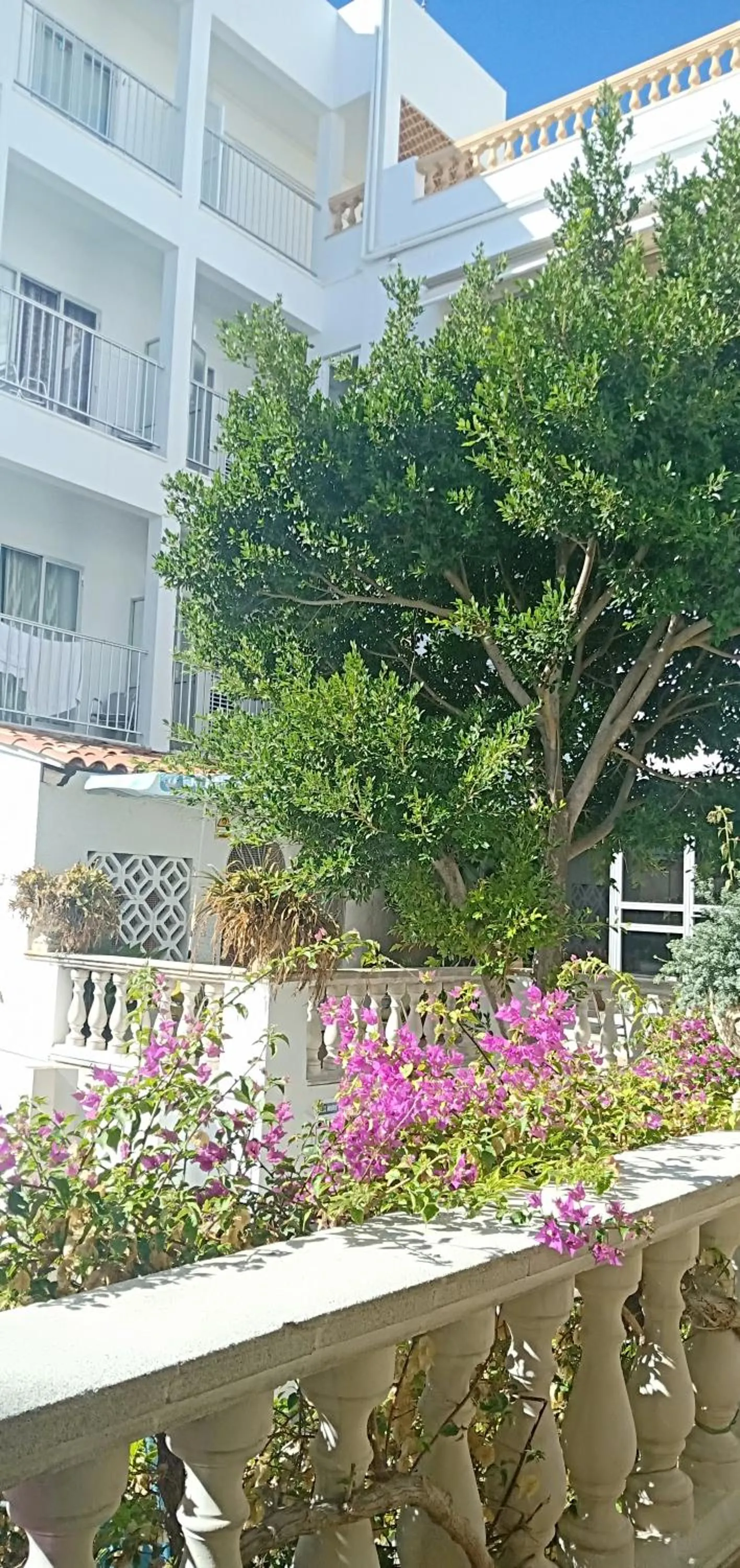 Garden in Hostal Cas Bombu