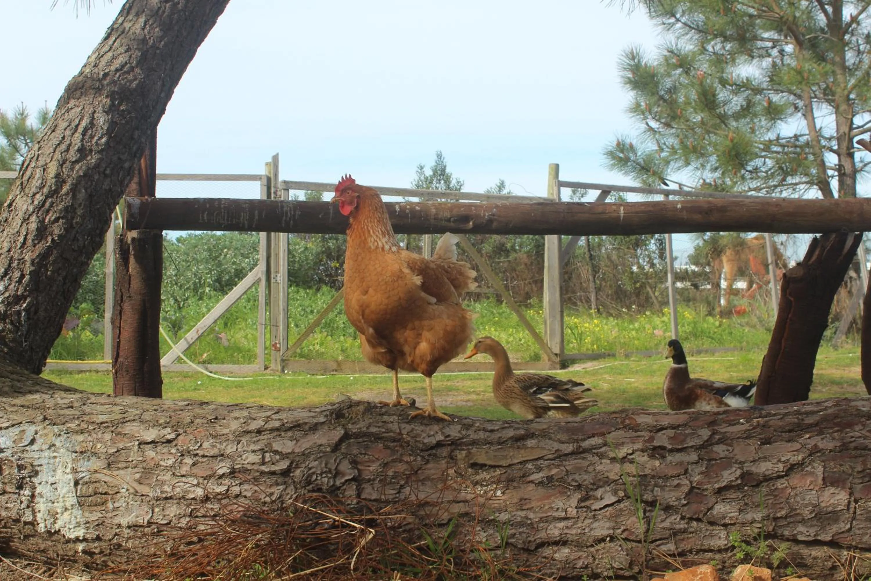 Pets in Herdade Monte Do Sol