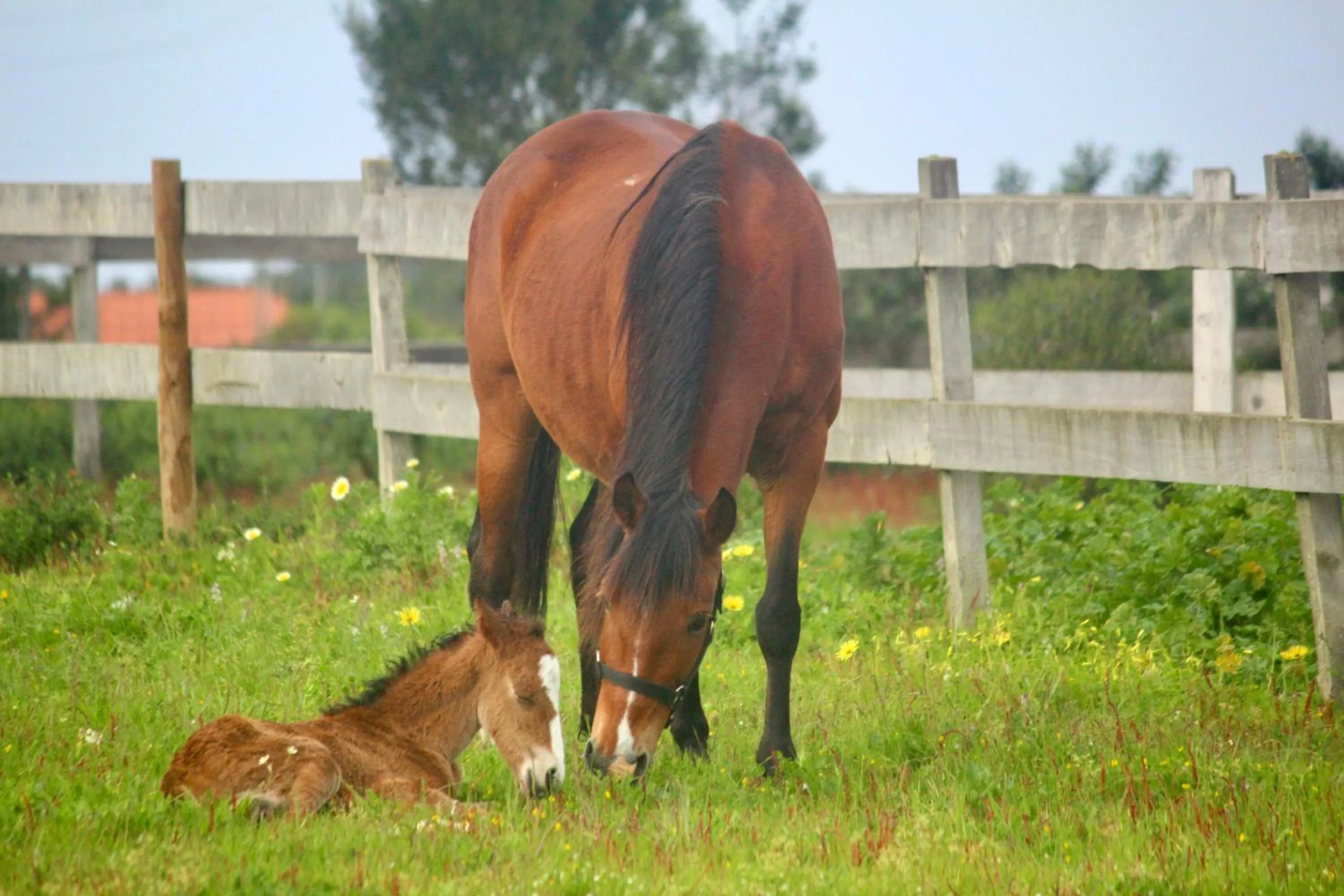 Pets in Herdade Monte Do Sol
