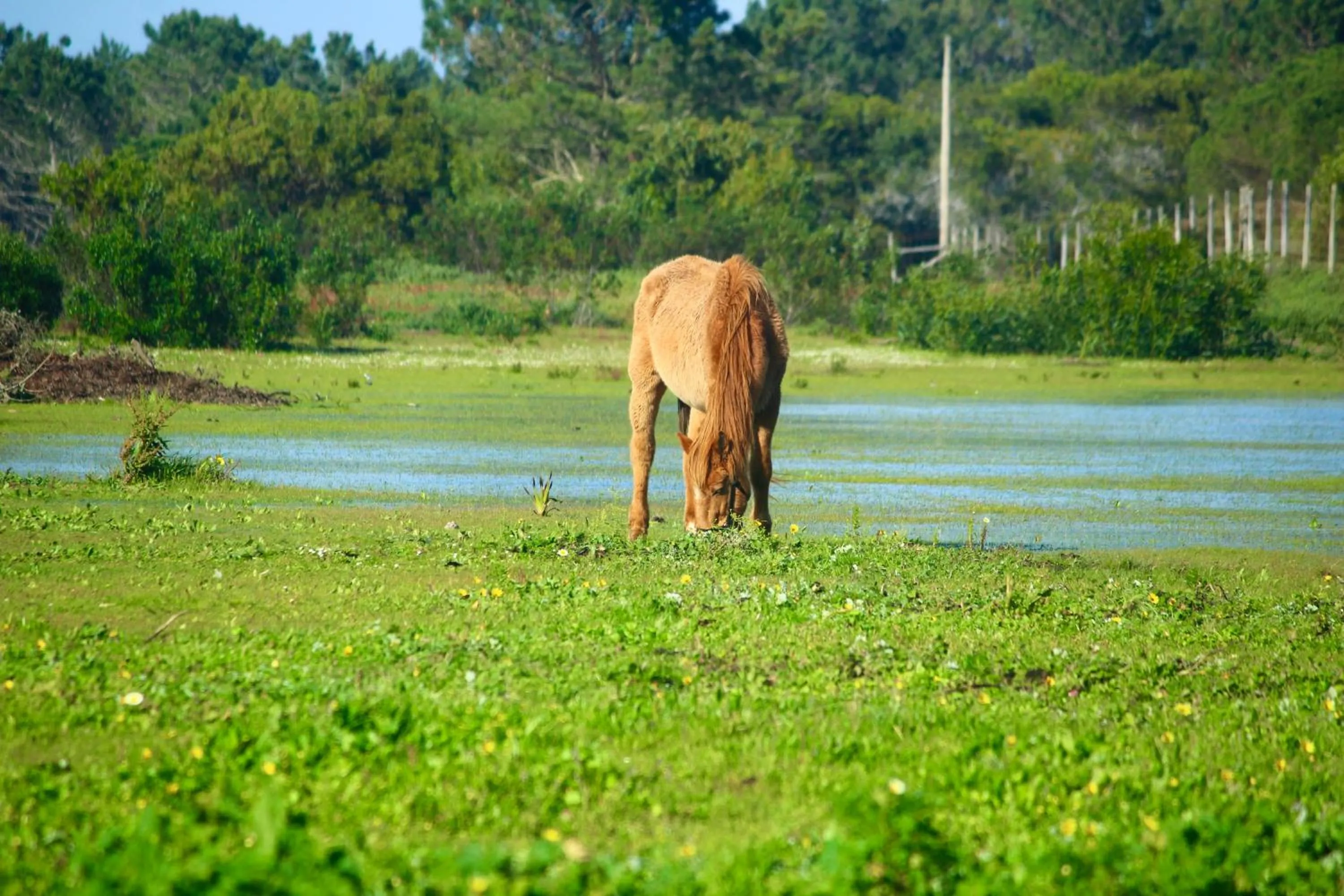 Pets in Herdade Monte Do Sol