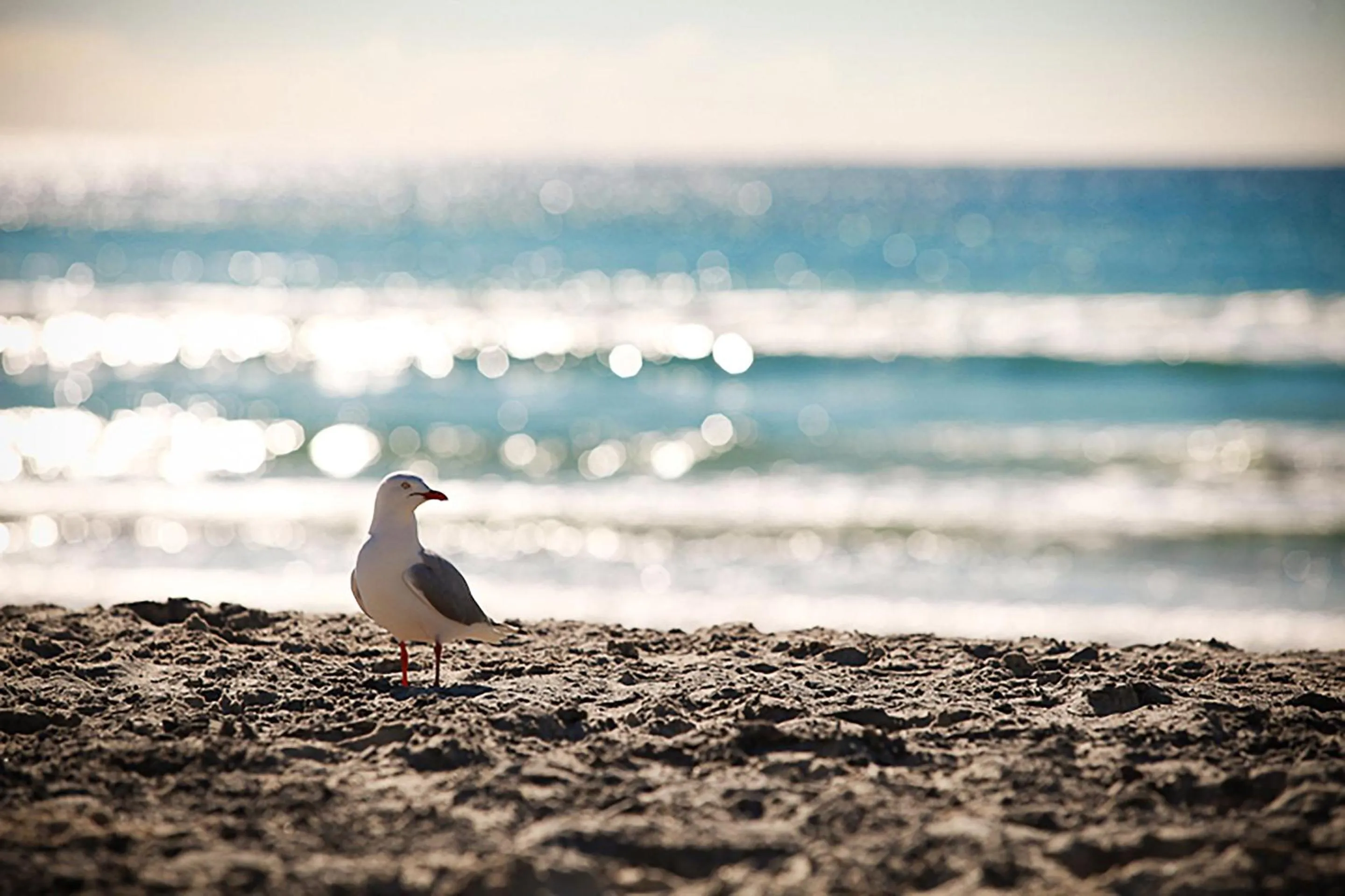 Beach in Sandcastles On Currumbin Beachfront, Gold Coast