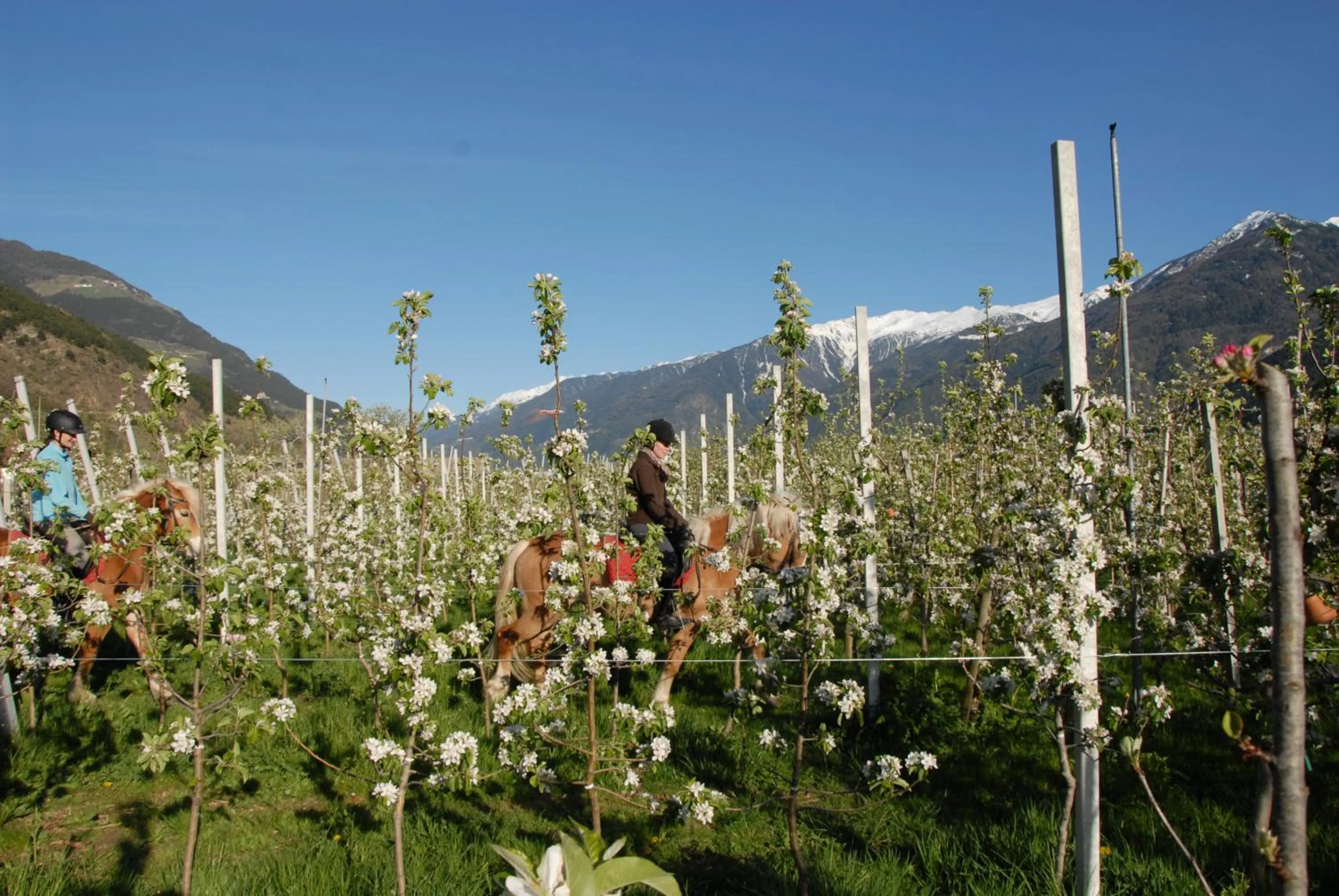 Spring in Landhotel Anna
