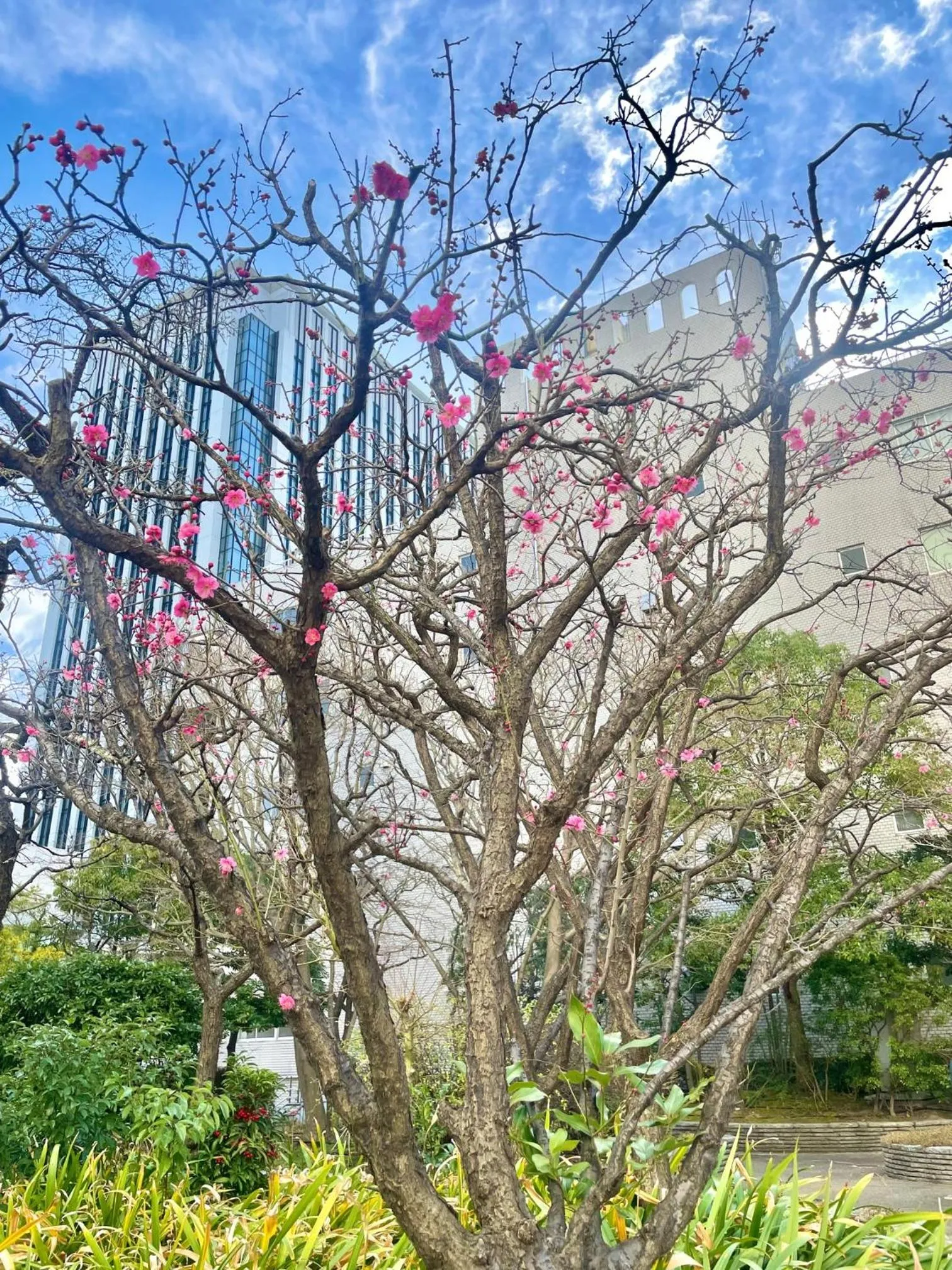 Spring in Toshi Center Hotel