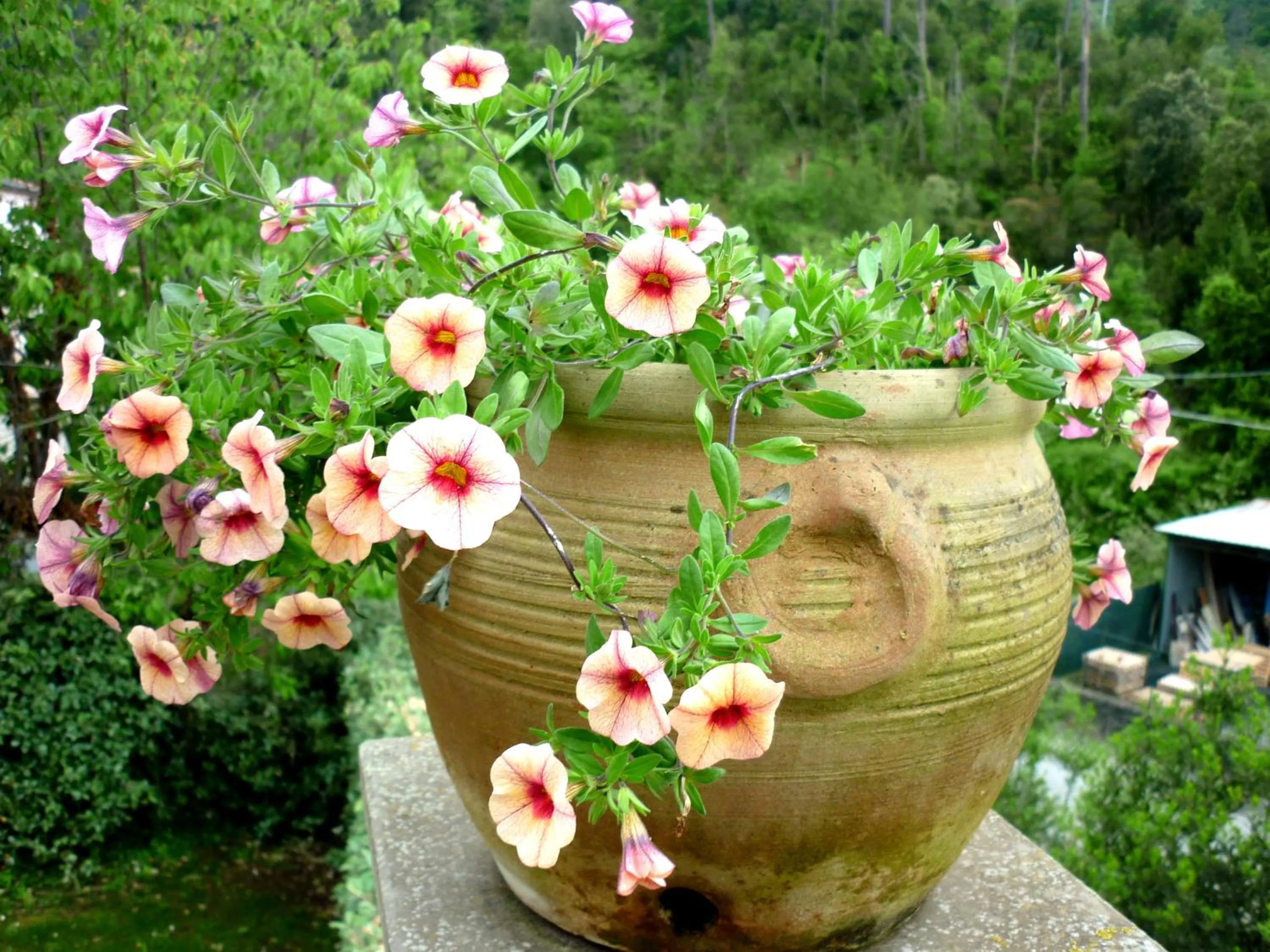 Garden in Costa Morroni