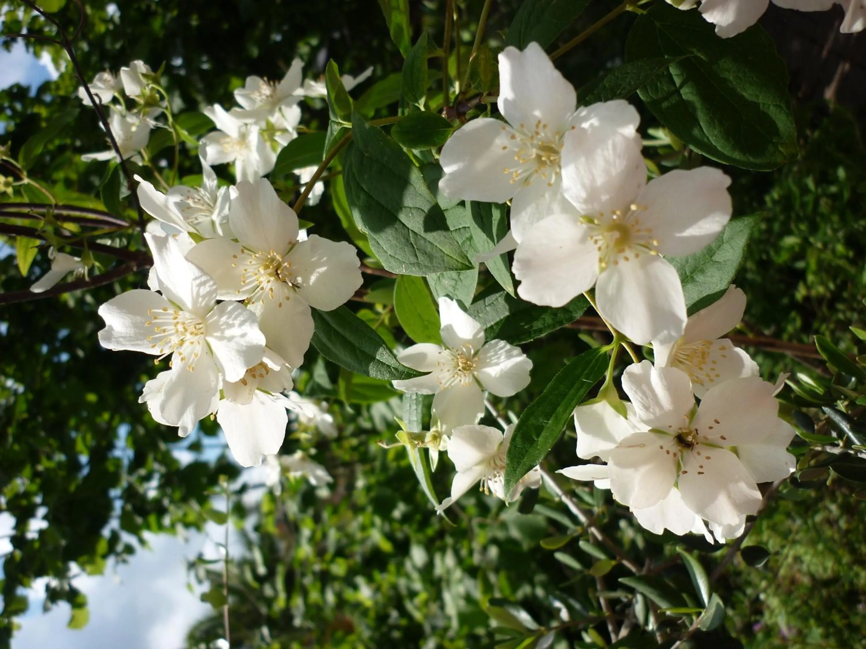 Spring in Costa Morroni