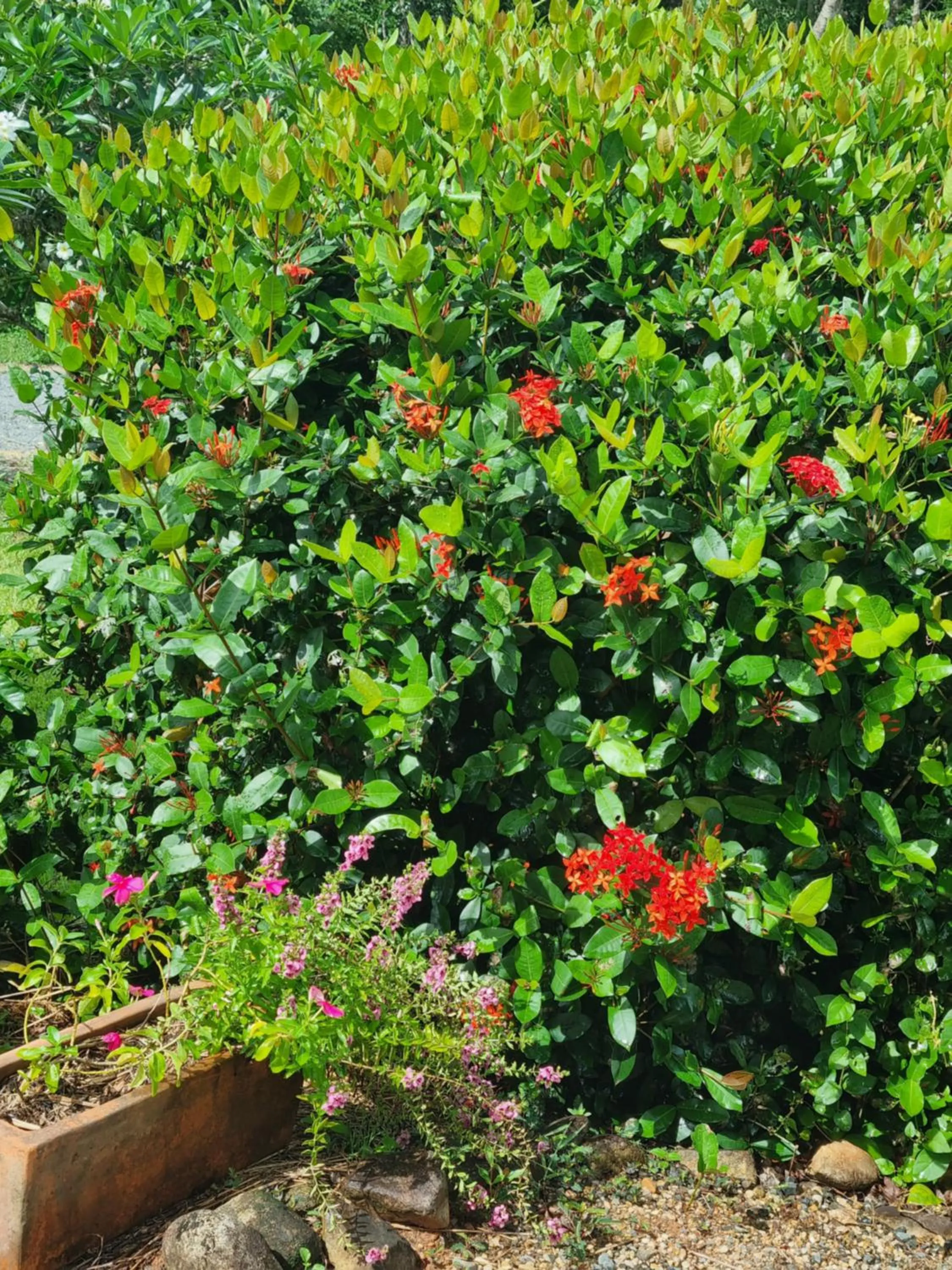 Garden in Wompoo Eco Retreat