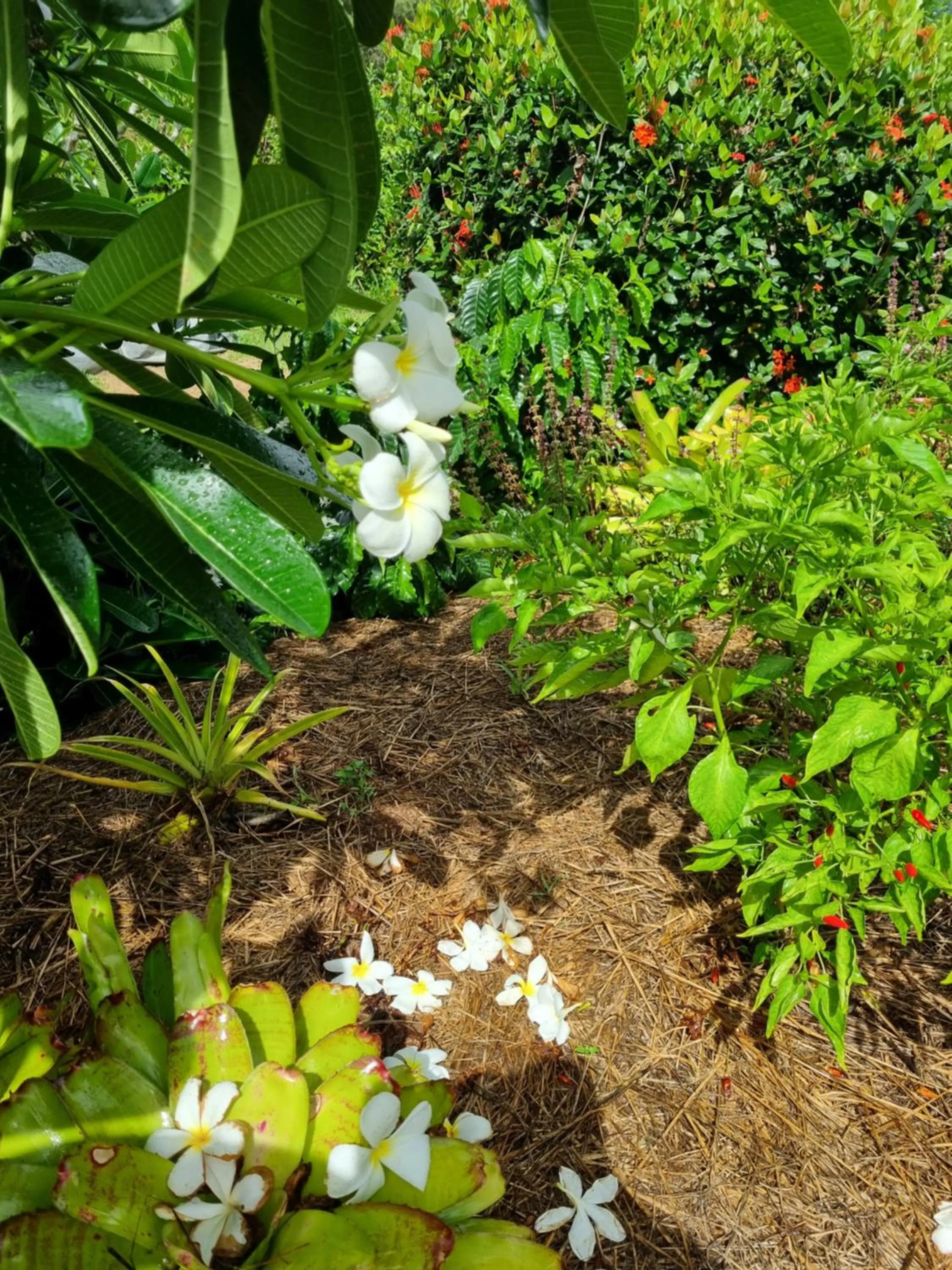 Garden in Wompoo Eco Retreat