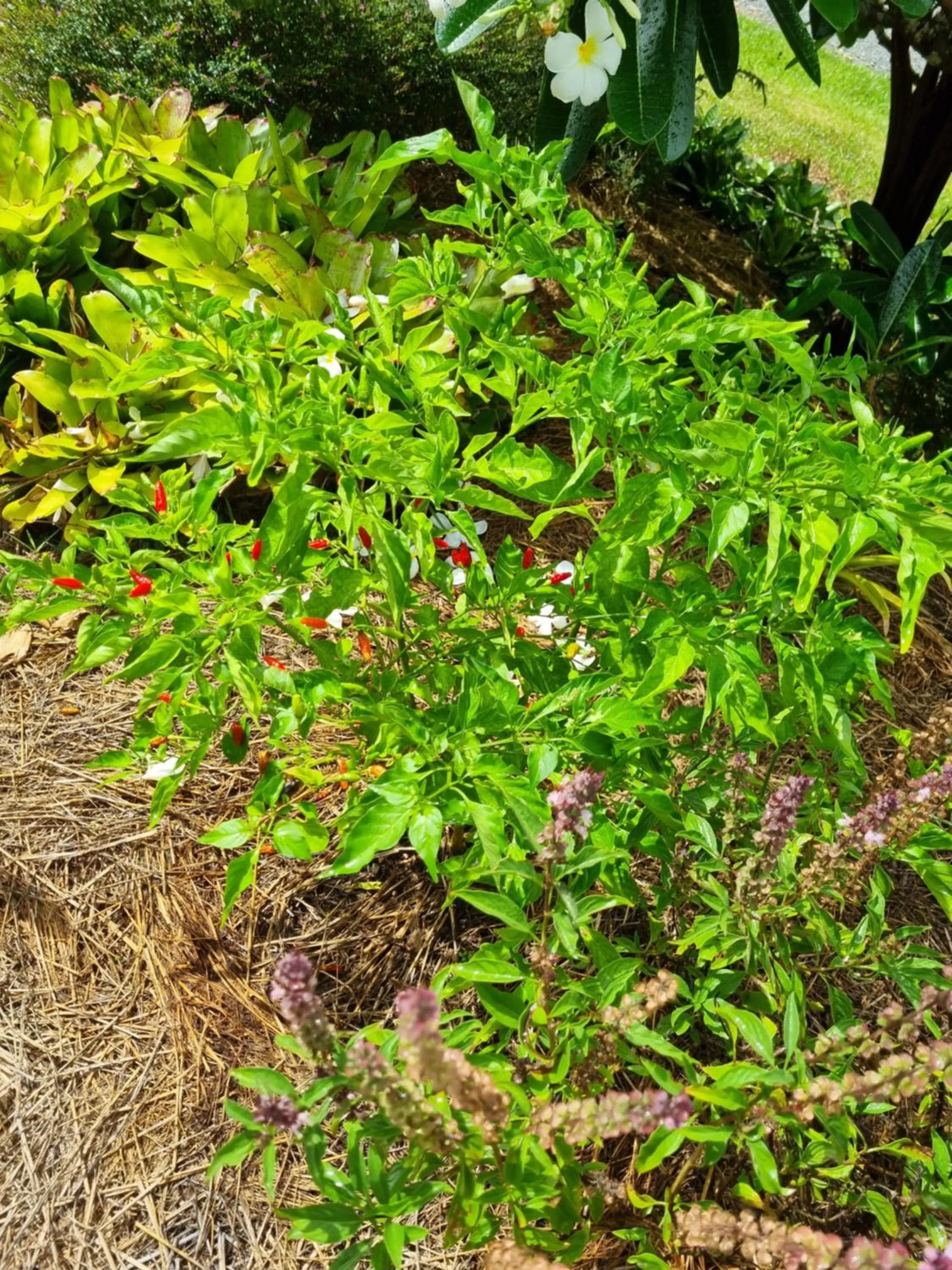 Garden in Wompoo Eco Retreat