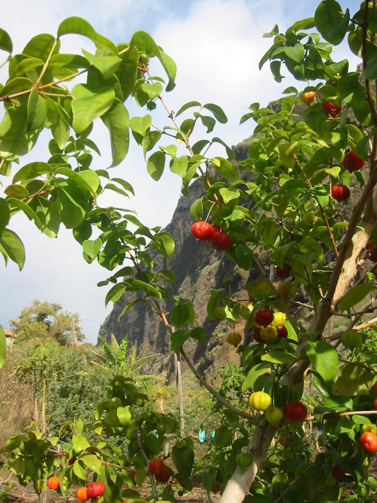 Garden in Faja dos Padres