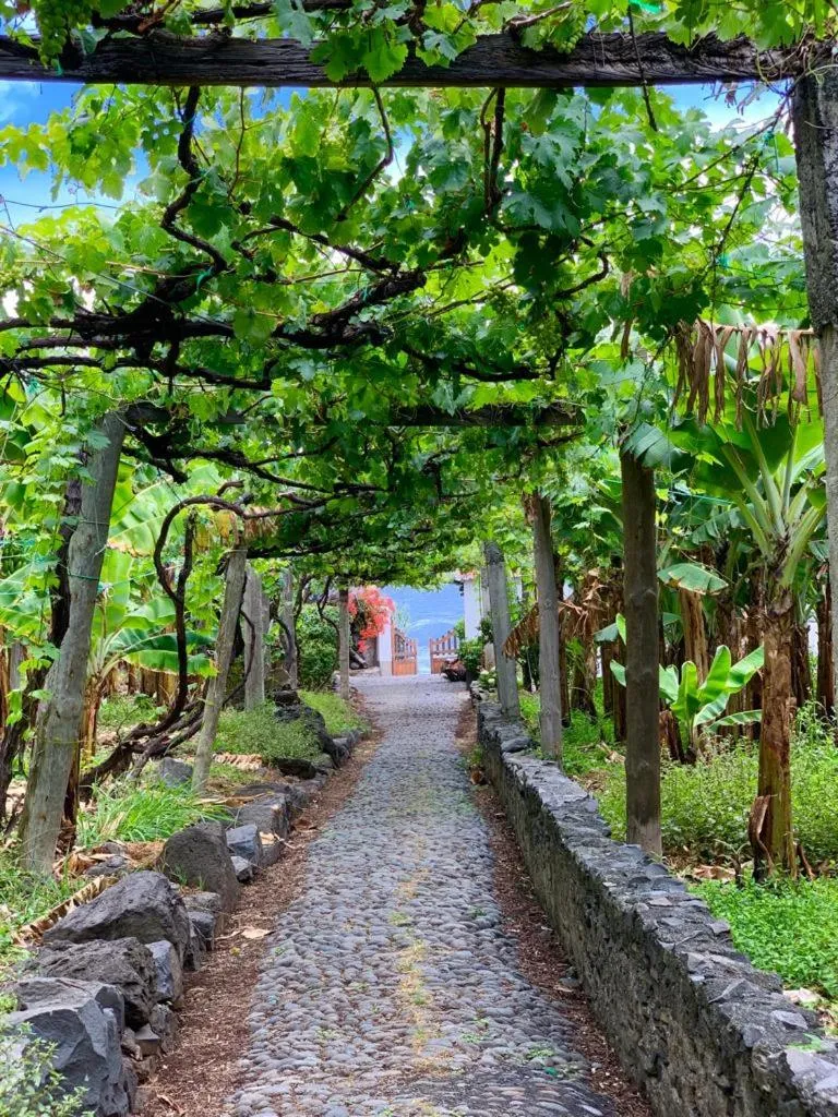 Garden in Faja dos Padres