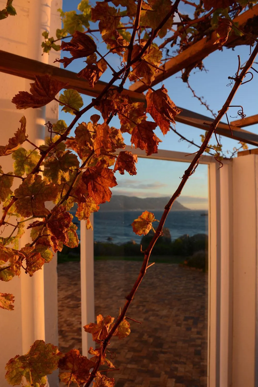 Garden view in Bosky Dell on Boulders Beach