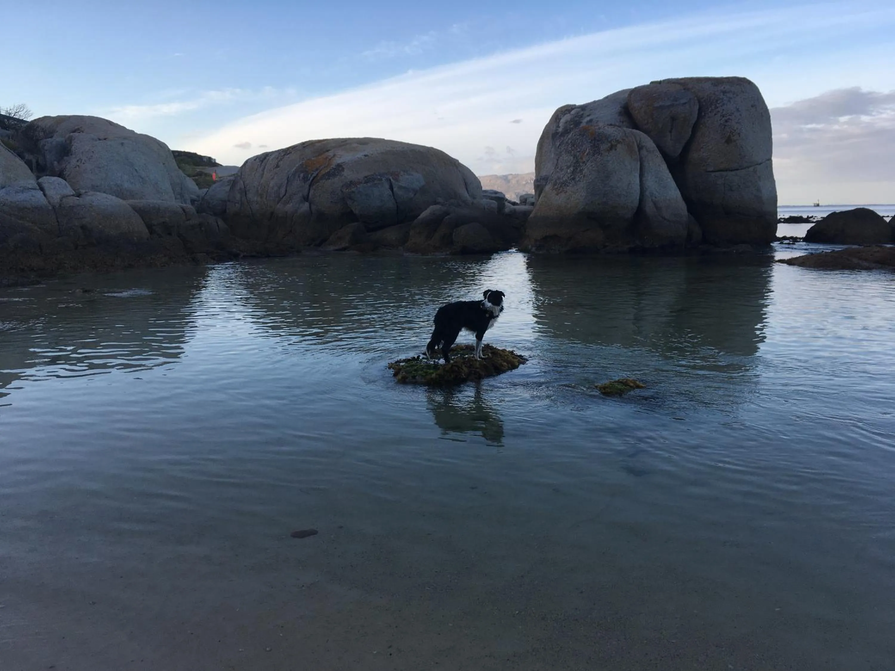 Pets in Bosky Dell on Boulders Beach
