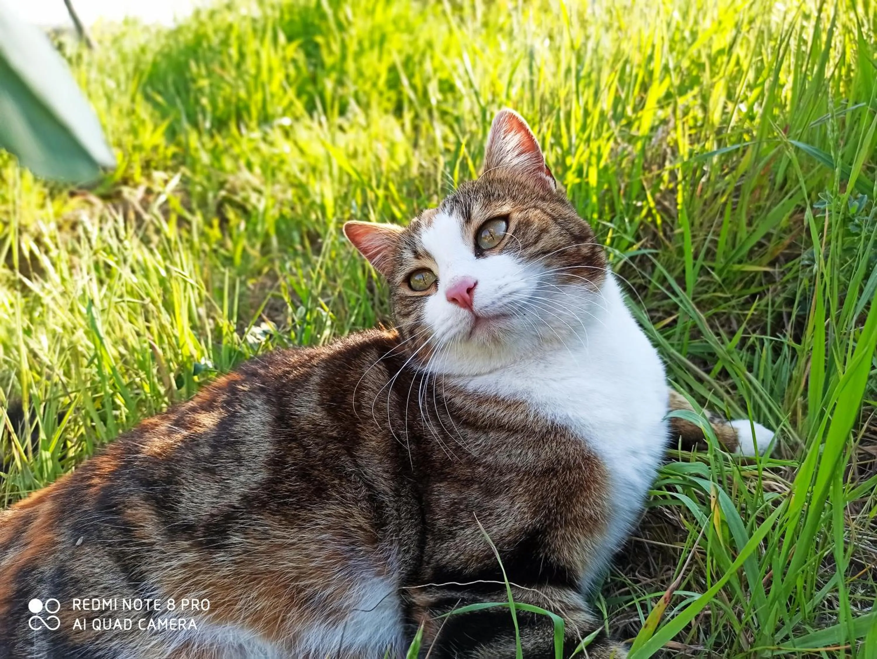 Pets in Rocca degli Olivi