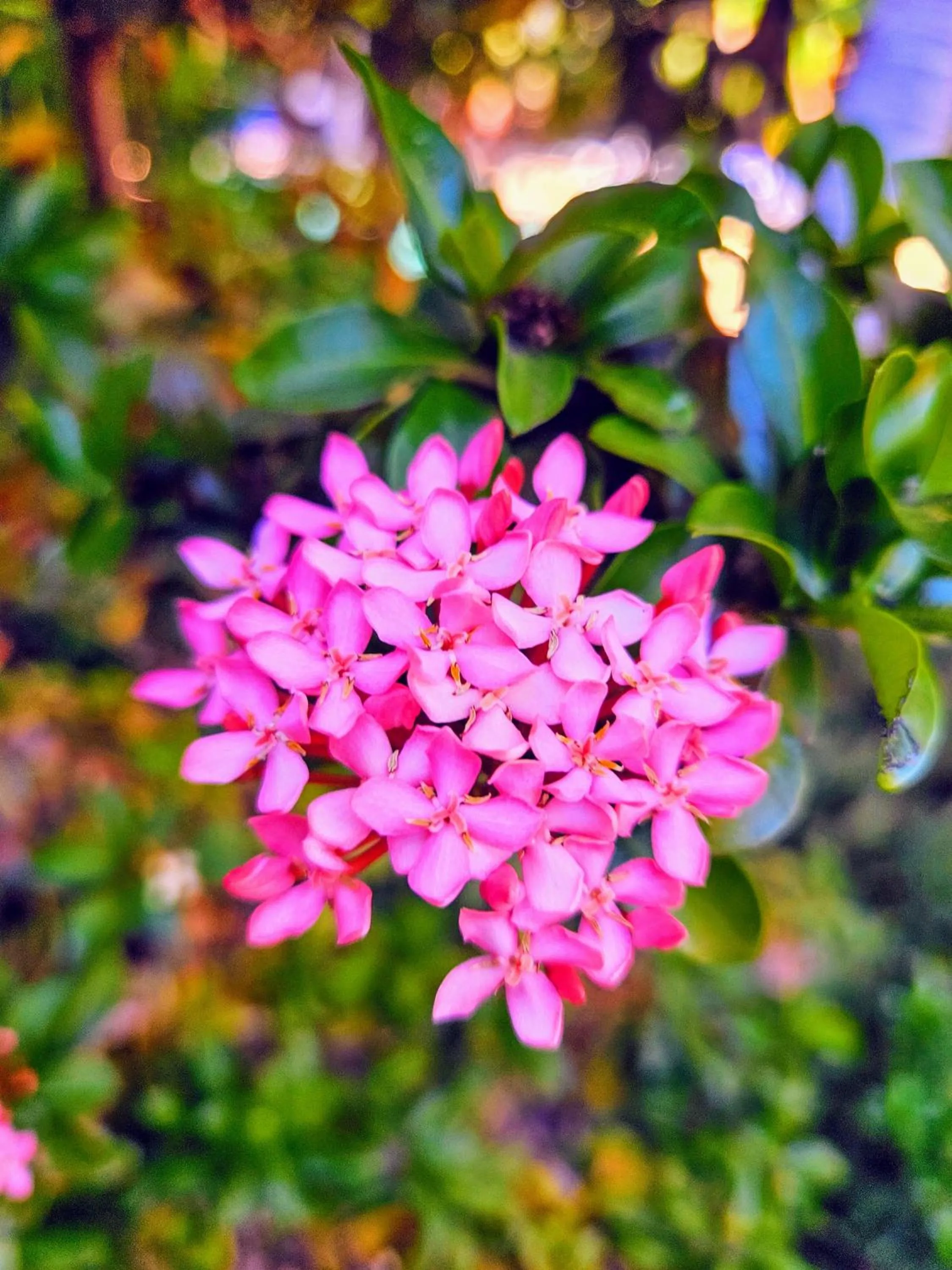 Spring in Broome Time Resort