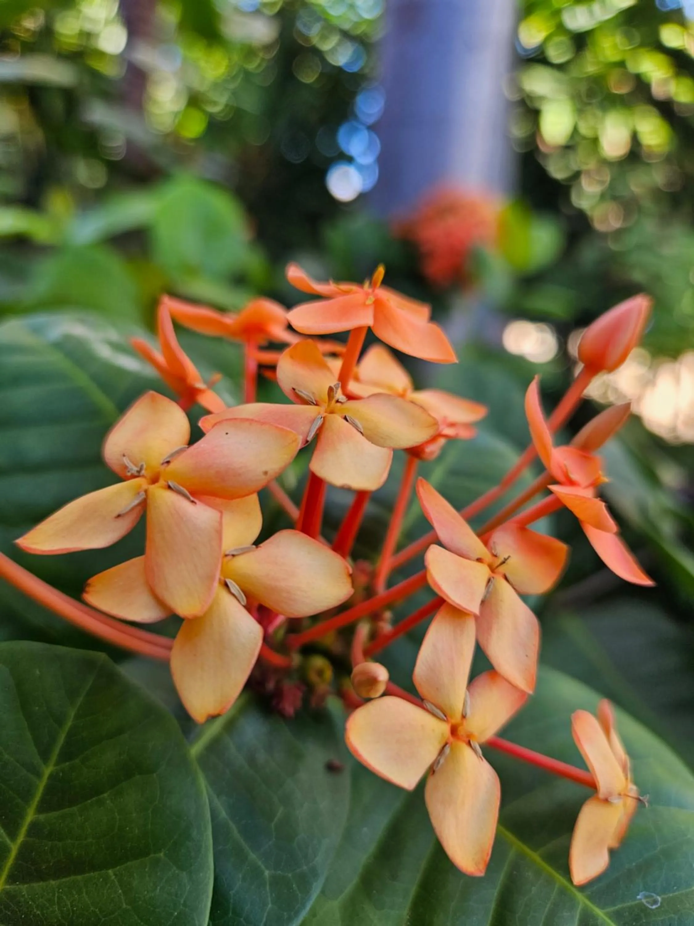 Garden in Broome Time Resort