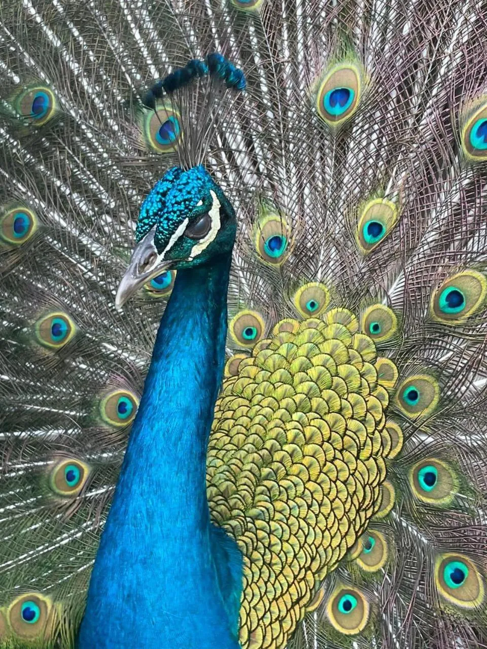 Animals in Reserva Natural Tierra Adentro