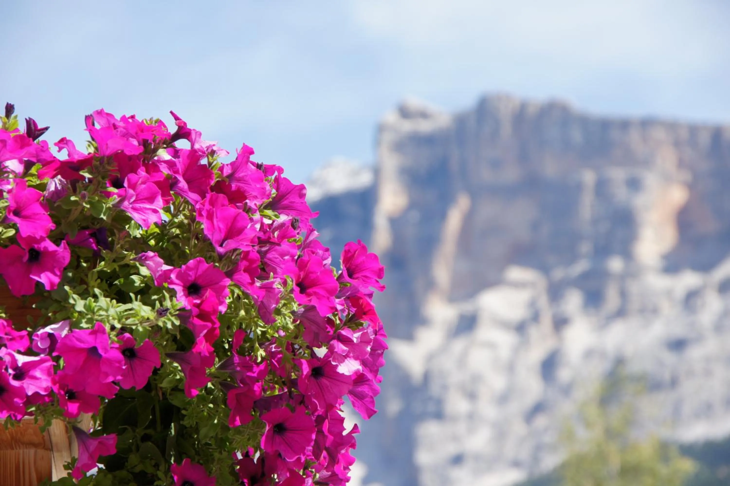 Mountain view in Garni La Ciasota 3s