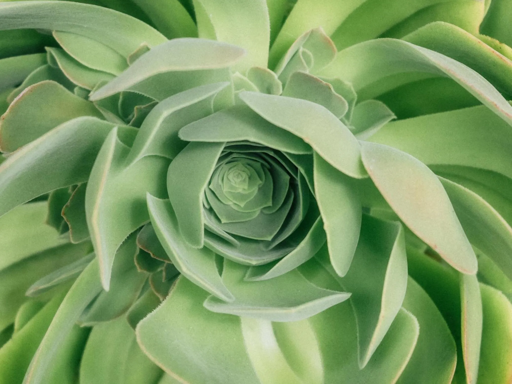 Garden in Ocean View Inn